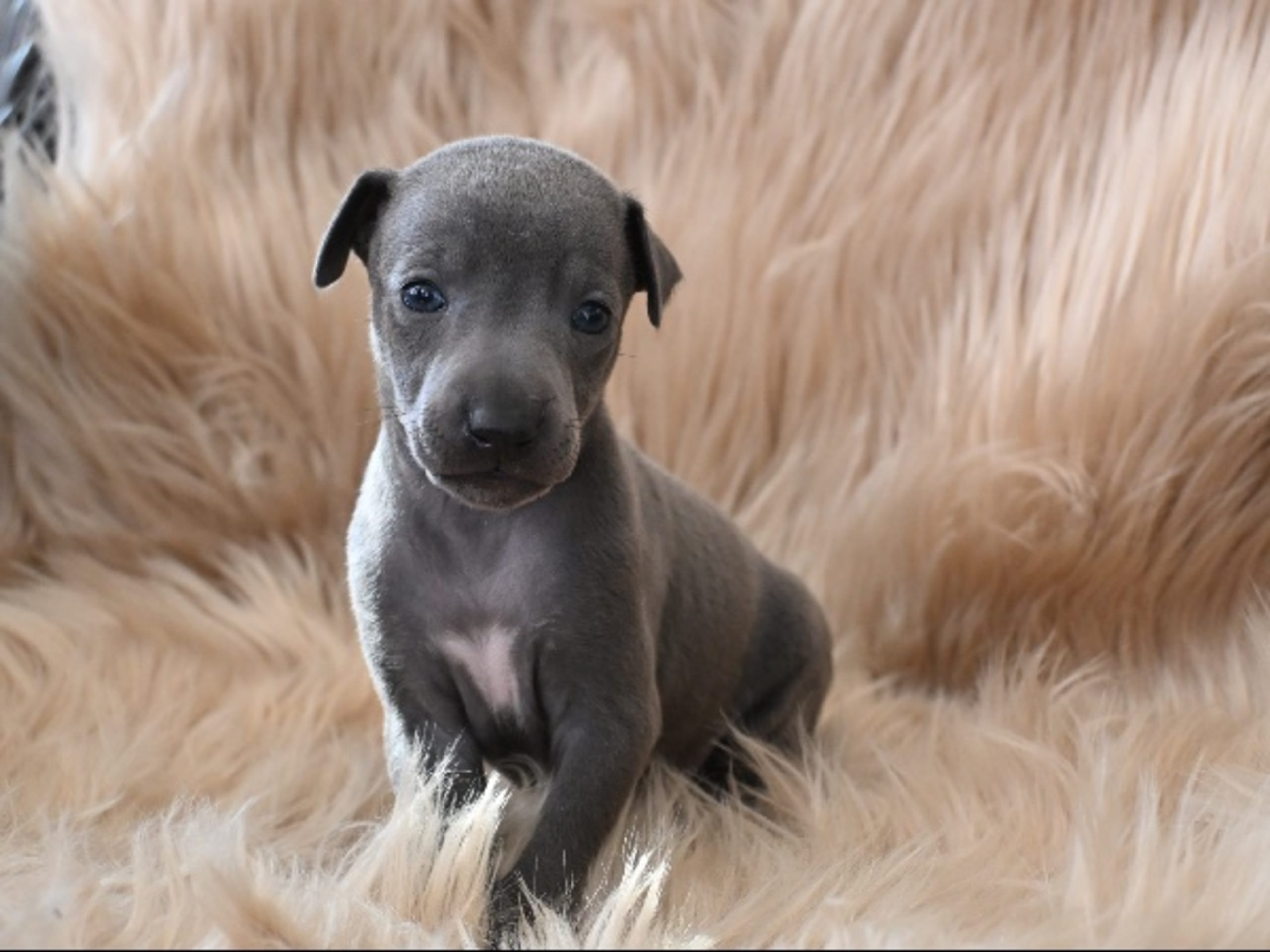 Italian Greyhound · Tidaholm · Powerbohemians