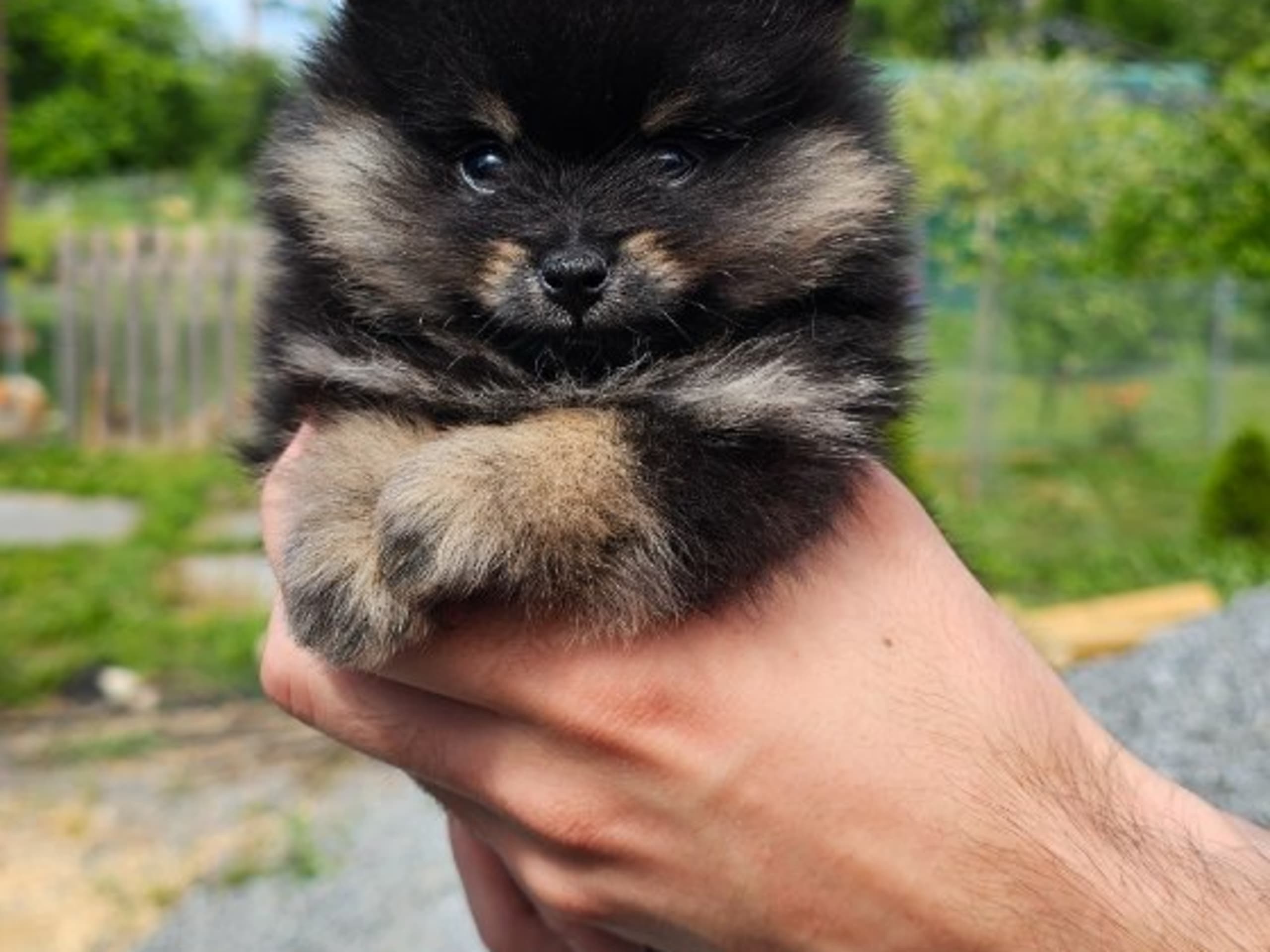 Pomeranian · Enköping · Pomsik Rakaaig