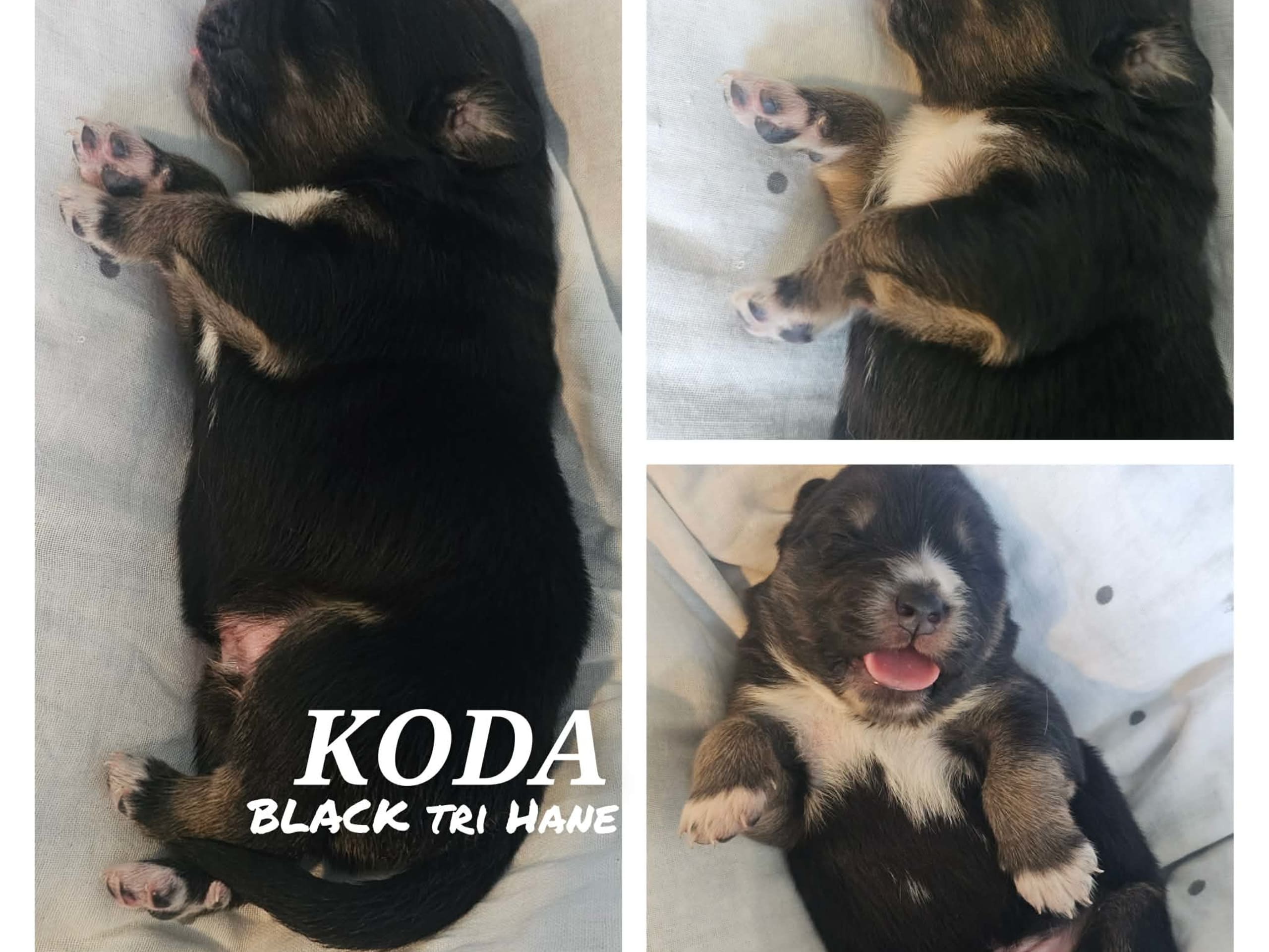 EEVD/ Australian Shepherd · Västra Frölunda · Isabells S.