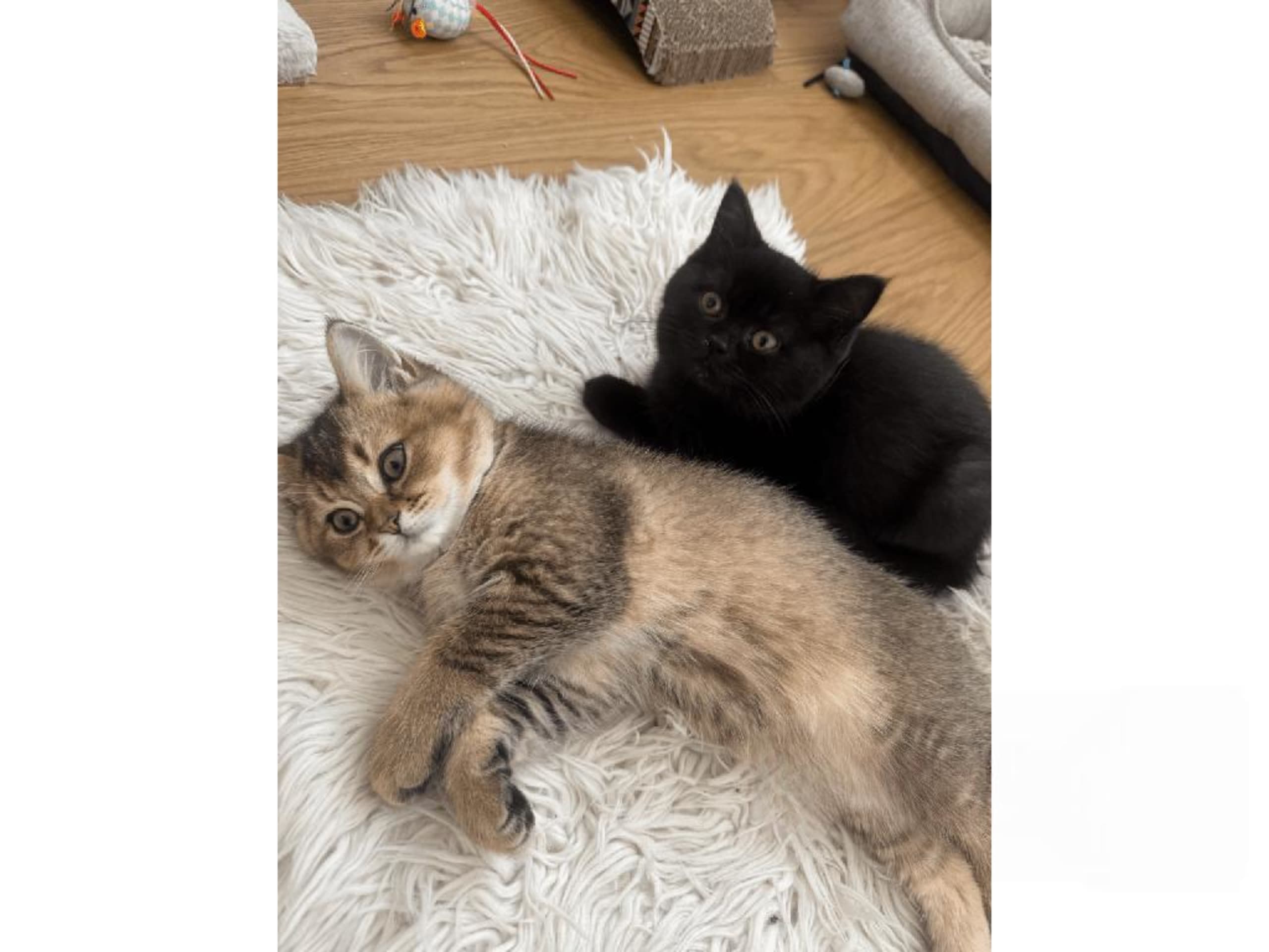 British Shorthair · Skövde · SE*Britessa