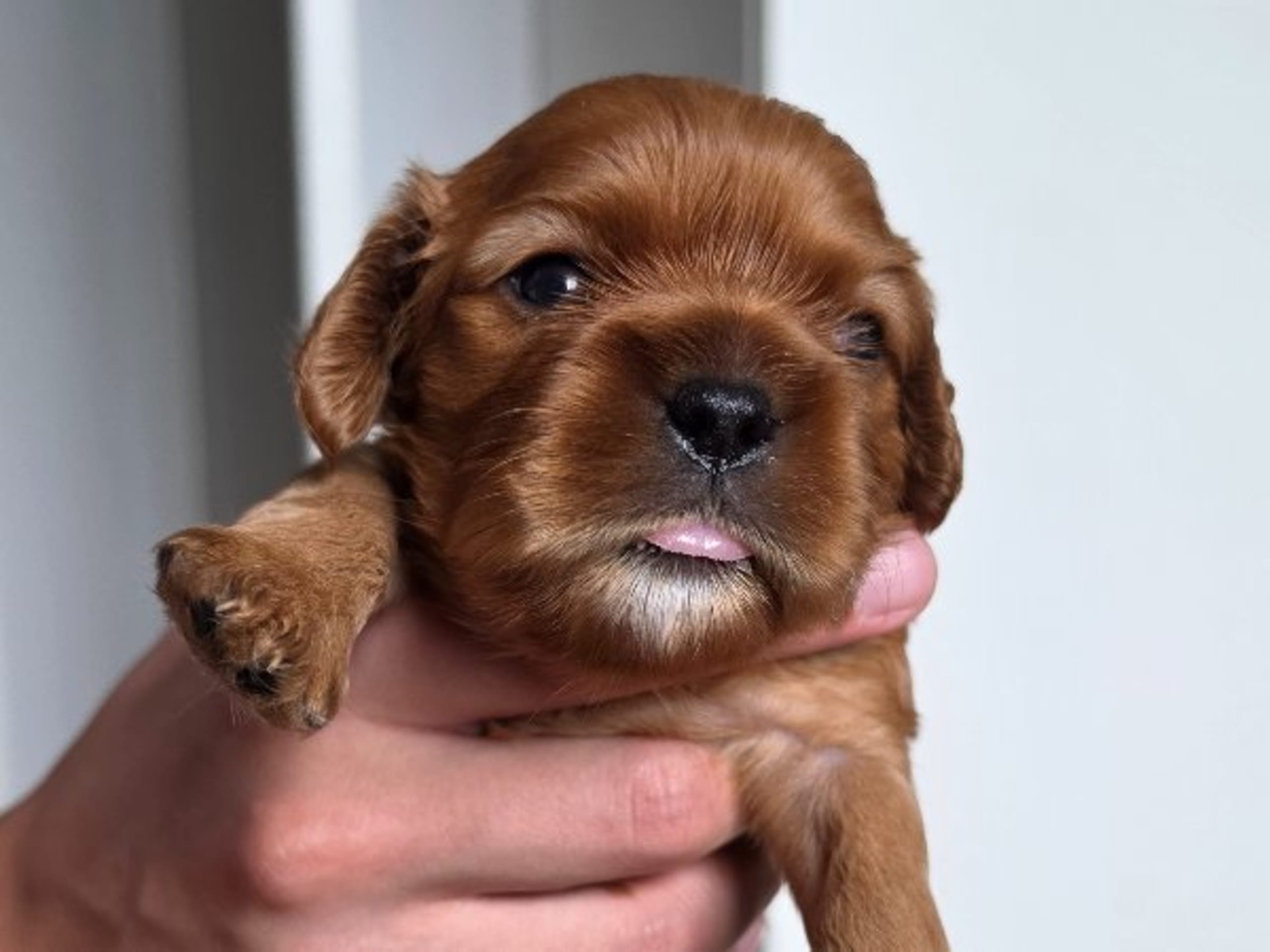 Cavalier king charles spaniel