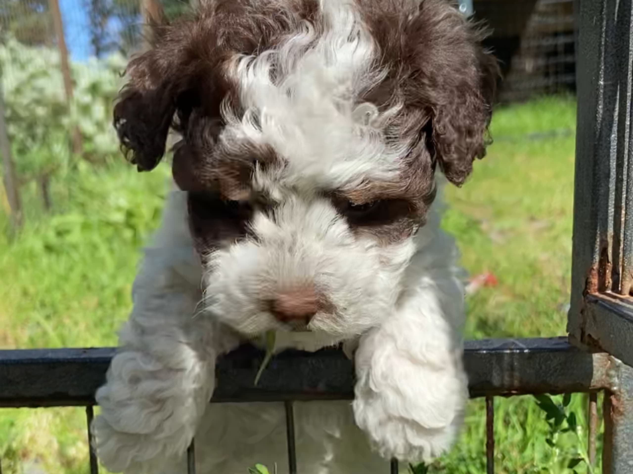 Shihpoo · Nol · Lyckliga Vovven