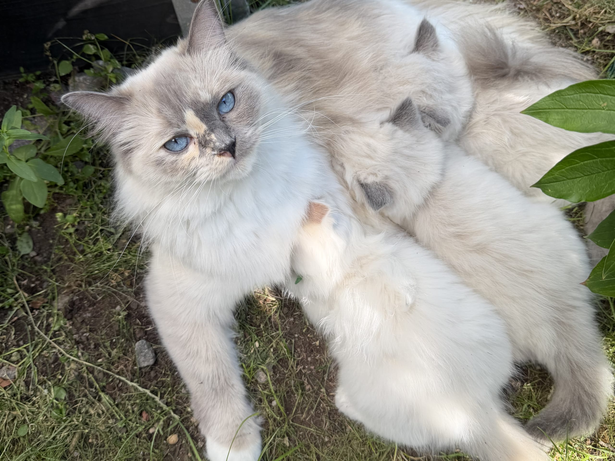 Ragdoll · Vallentuna · Anderwels