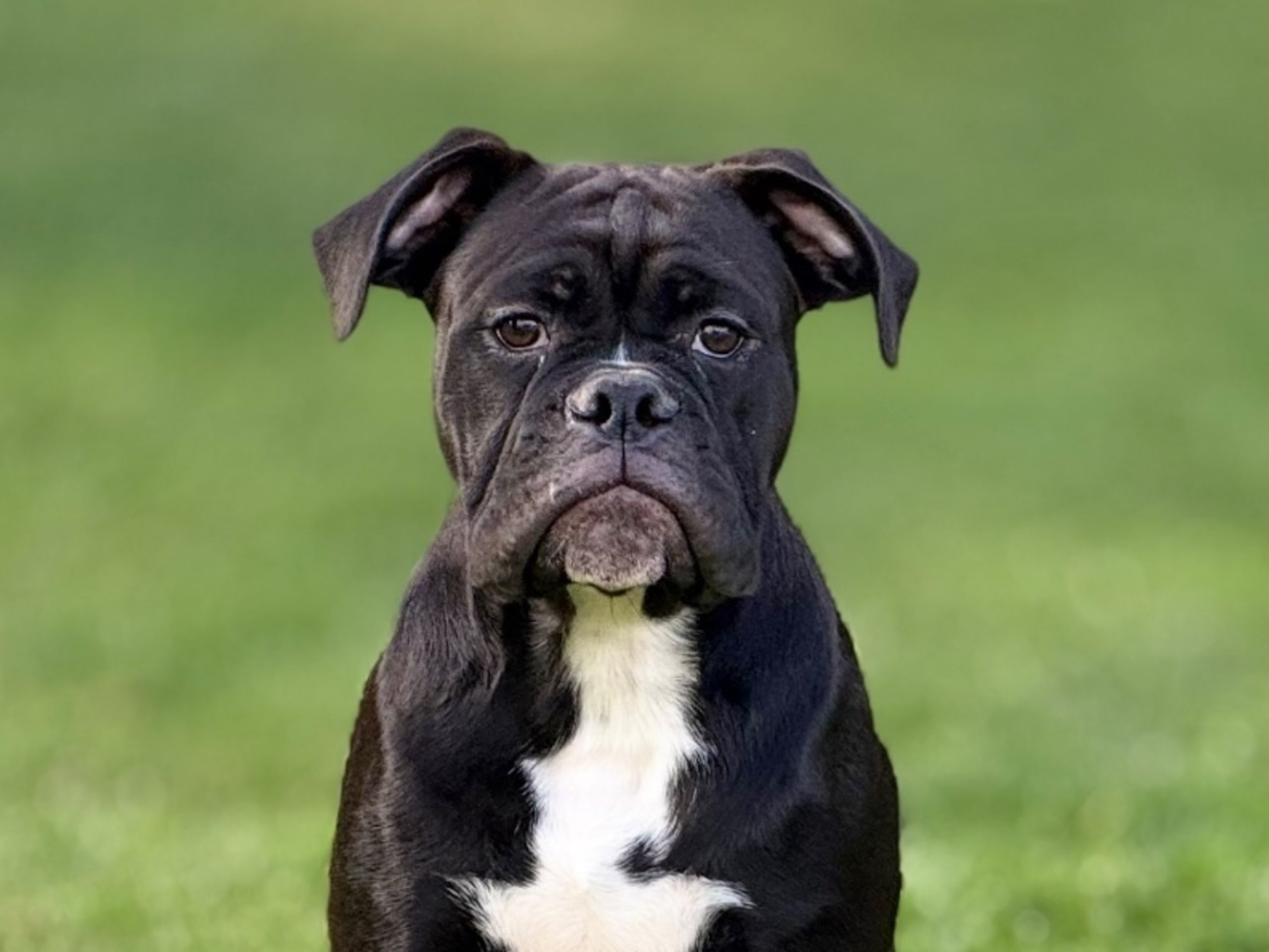 Continental Bulldog · Boden · Bayogoulas