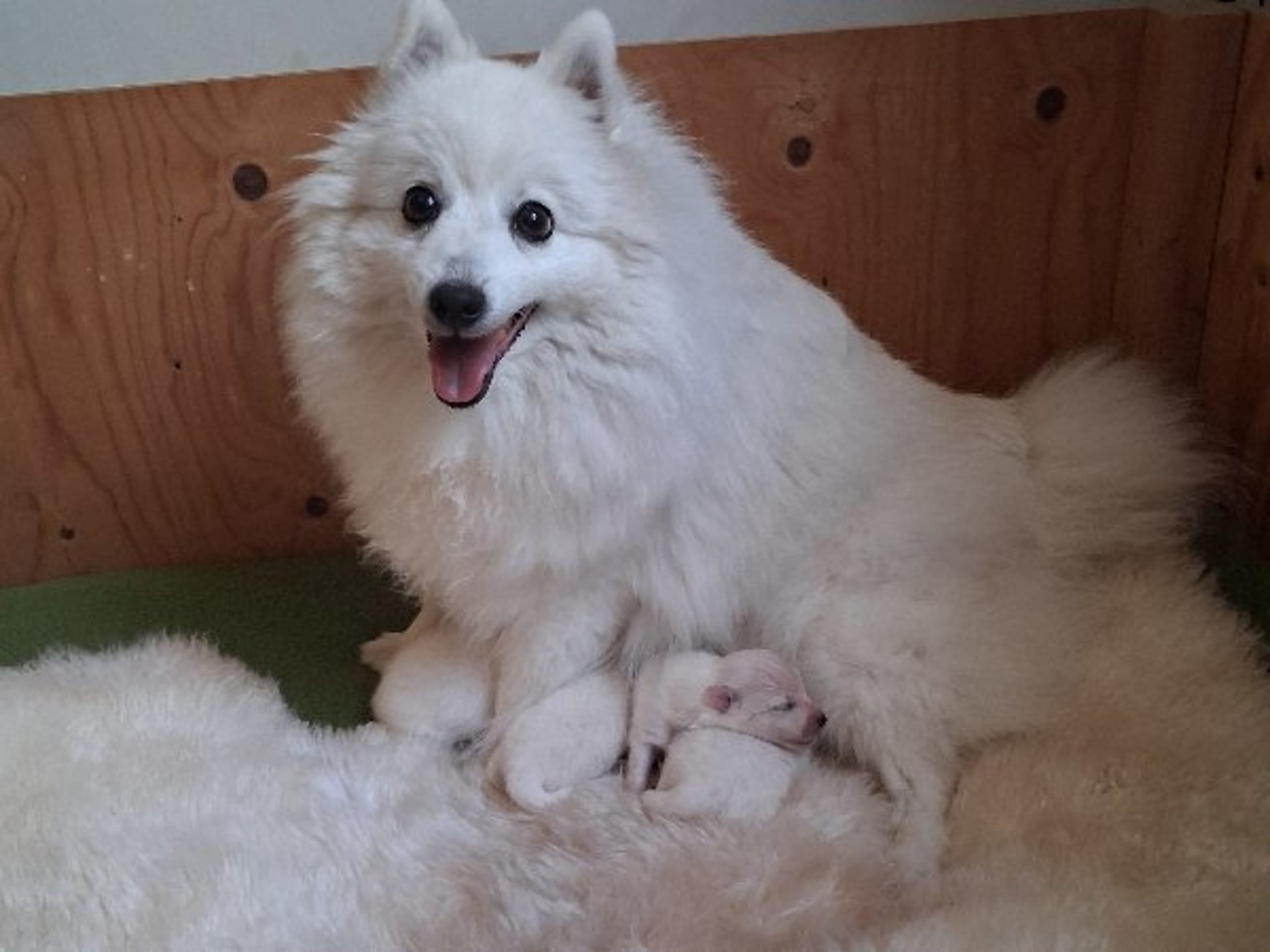Japanese Spitz · Kristdala · Kennel Alegros