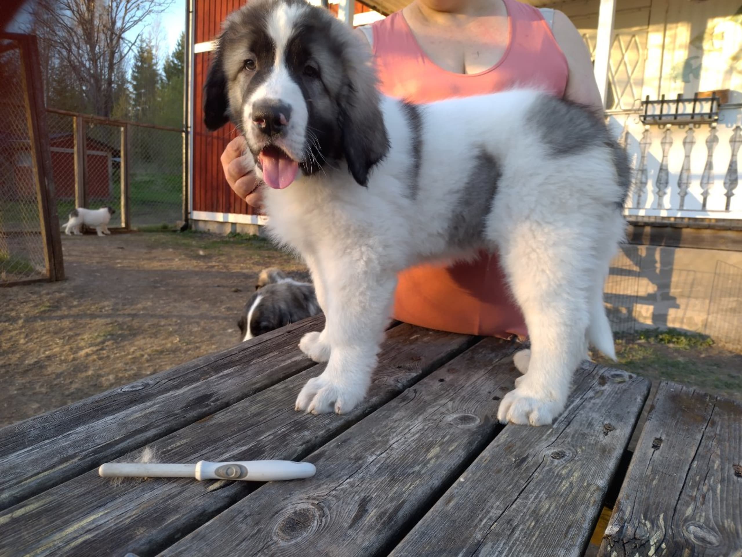 Pyrenean Mastiff · Grängesberg · Dulanilo's