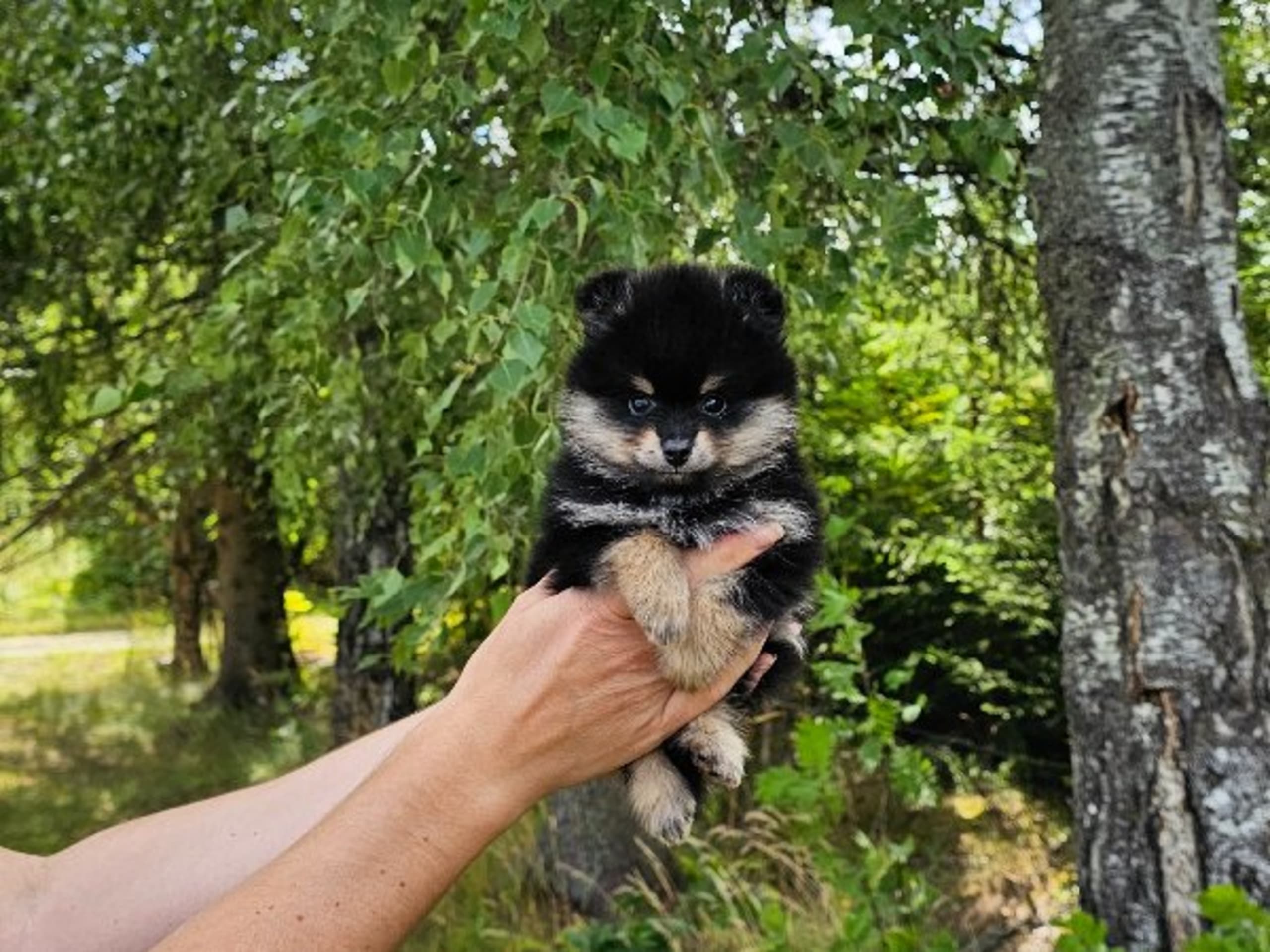 Pomeranian · Enköping · Pomsik Rakaaig