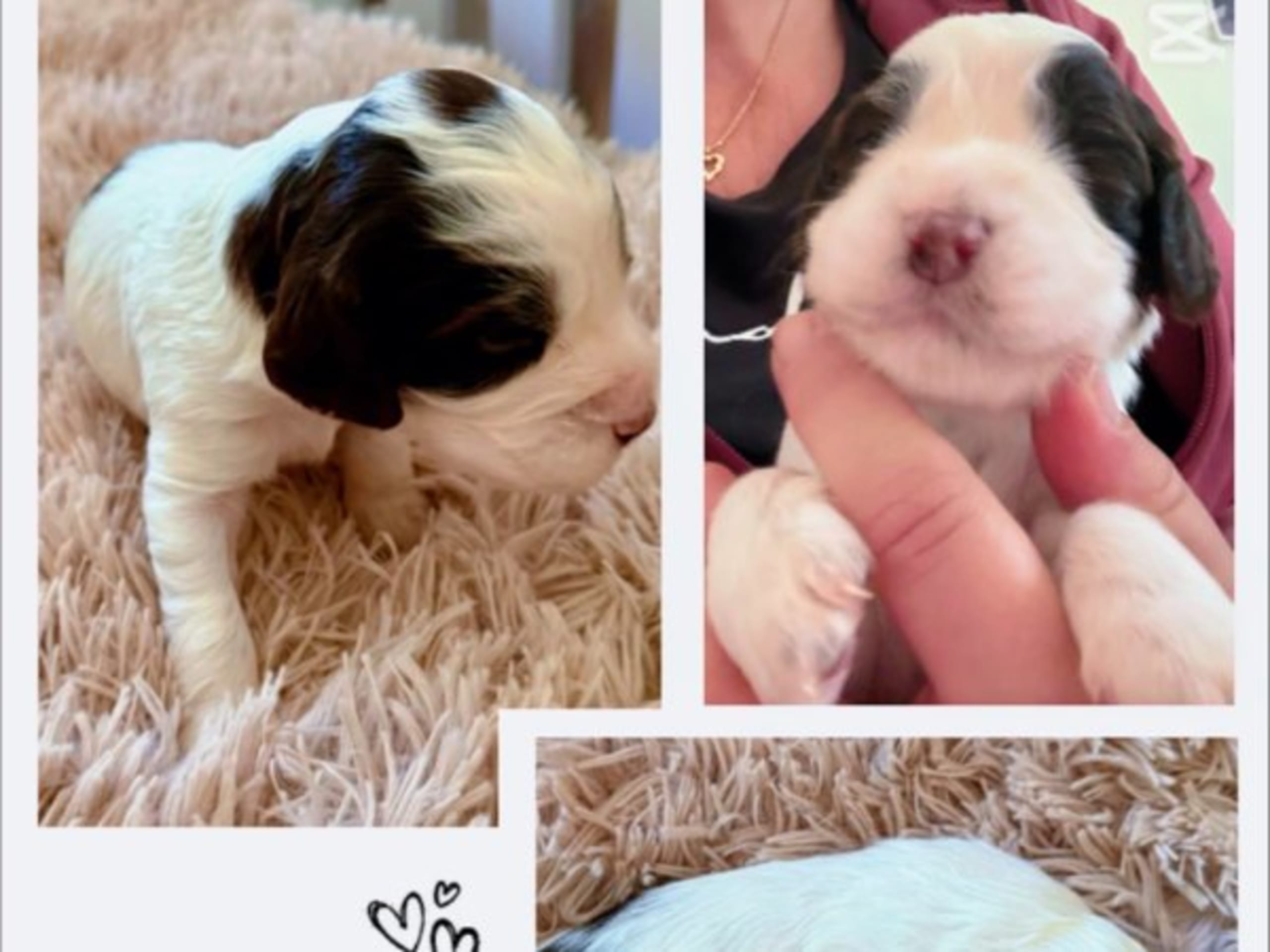 English Springer Spaniel · Njurunda · Yazzpeak's