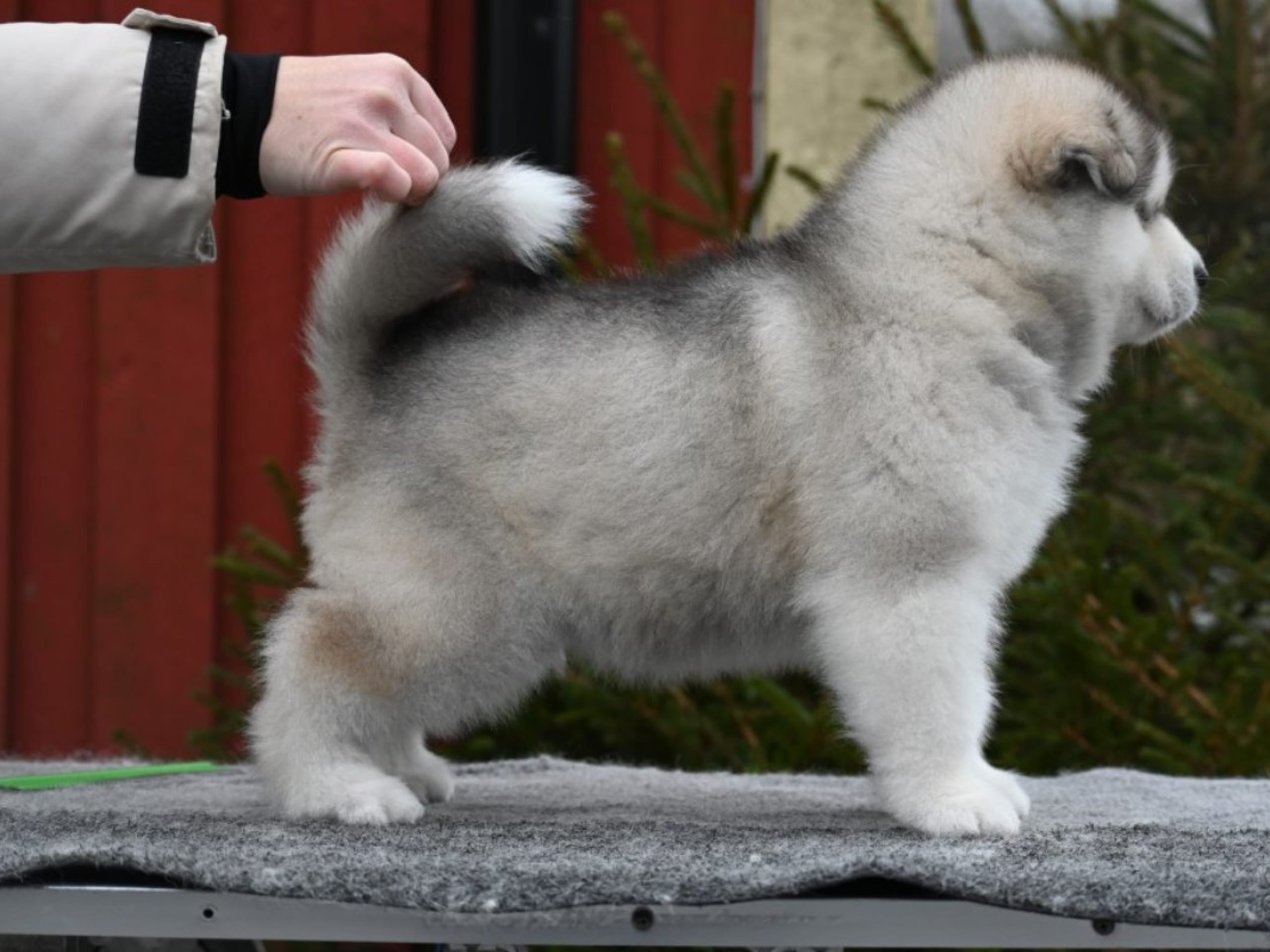 Alaskan Malamute · örkelljunga · Spotty Dot's