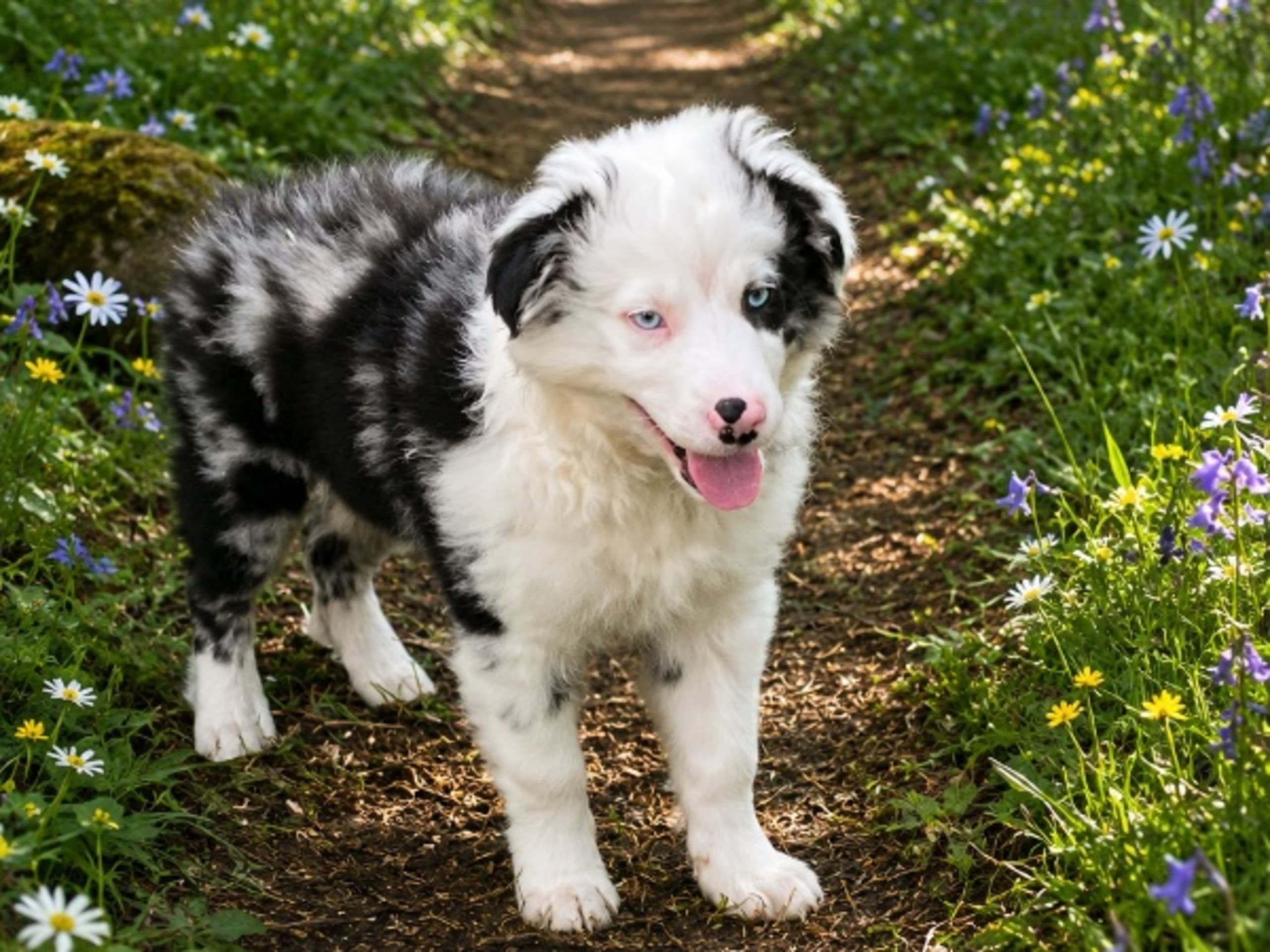 Miniature american shepherd · Spekeröd · Red Cherry's