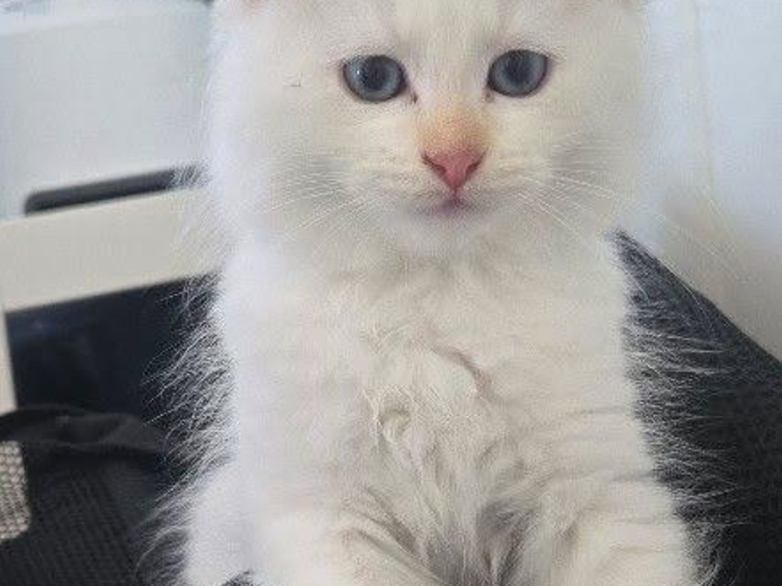 Sibirsk skogkatt · Fengersfors · SE*Knarren's