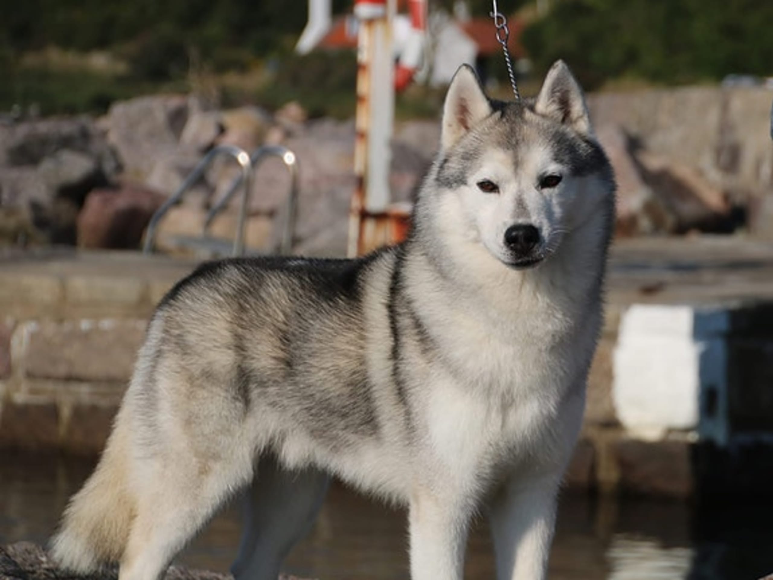 Siberian husky · Sørskogbygda · Joanna Krystyna Ratajczak