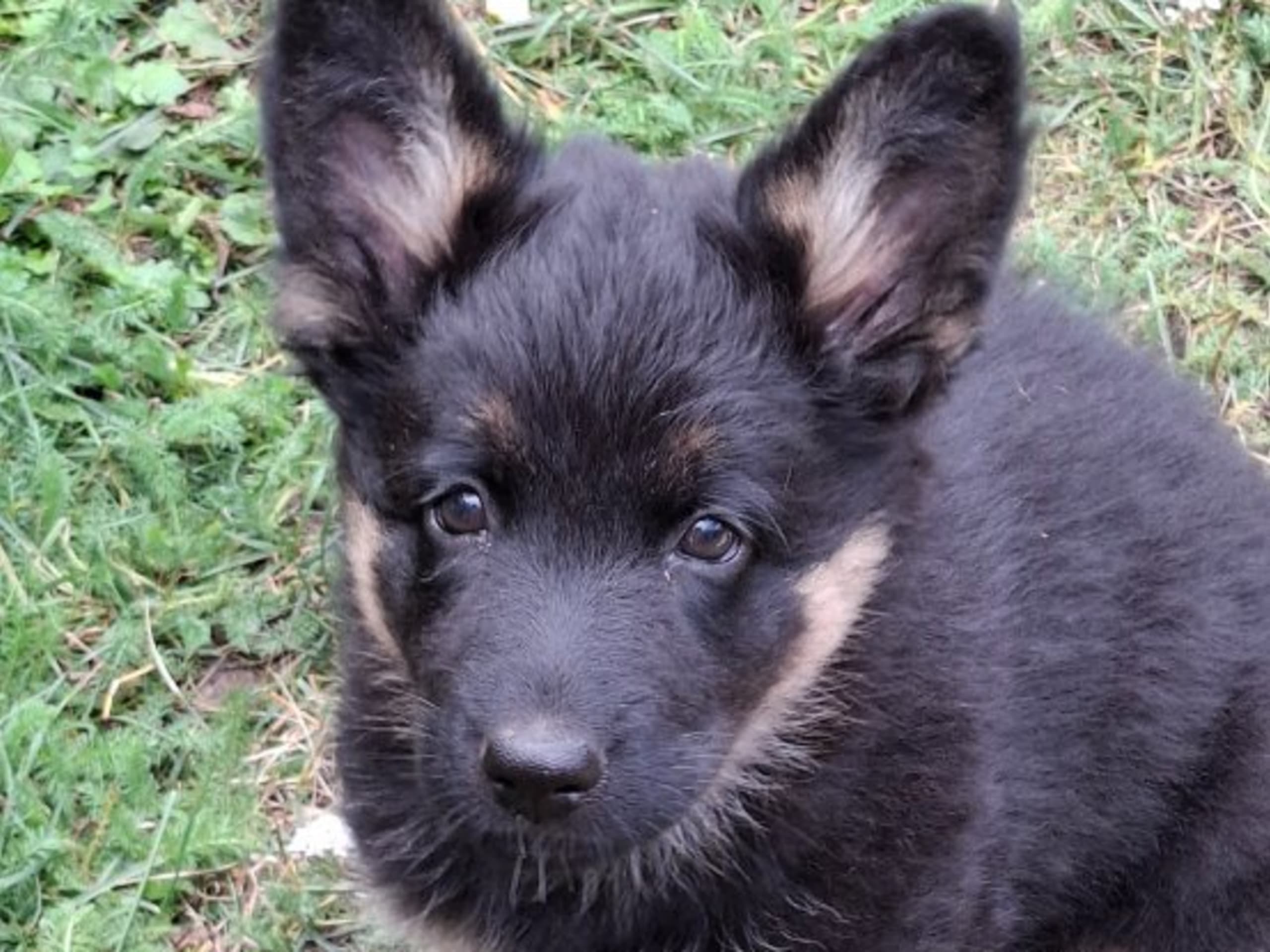 Bohemian Shepherd · Sparreholm · Brinketorps kennel