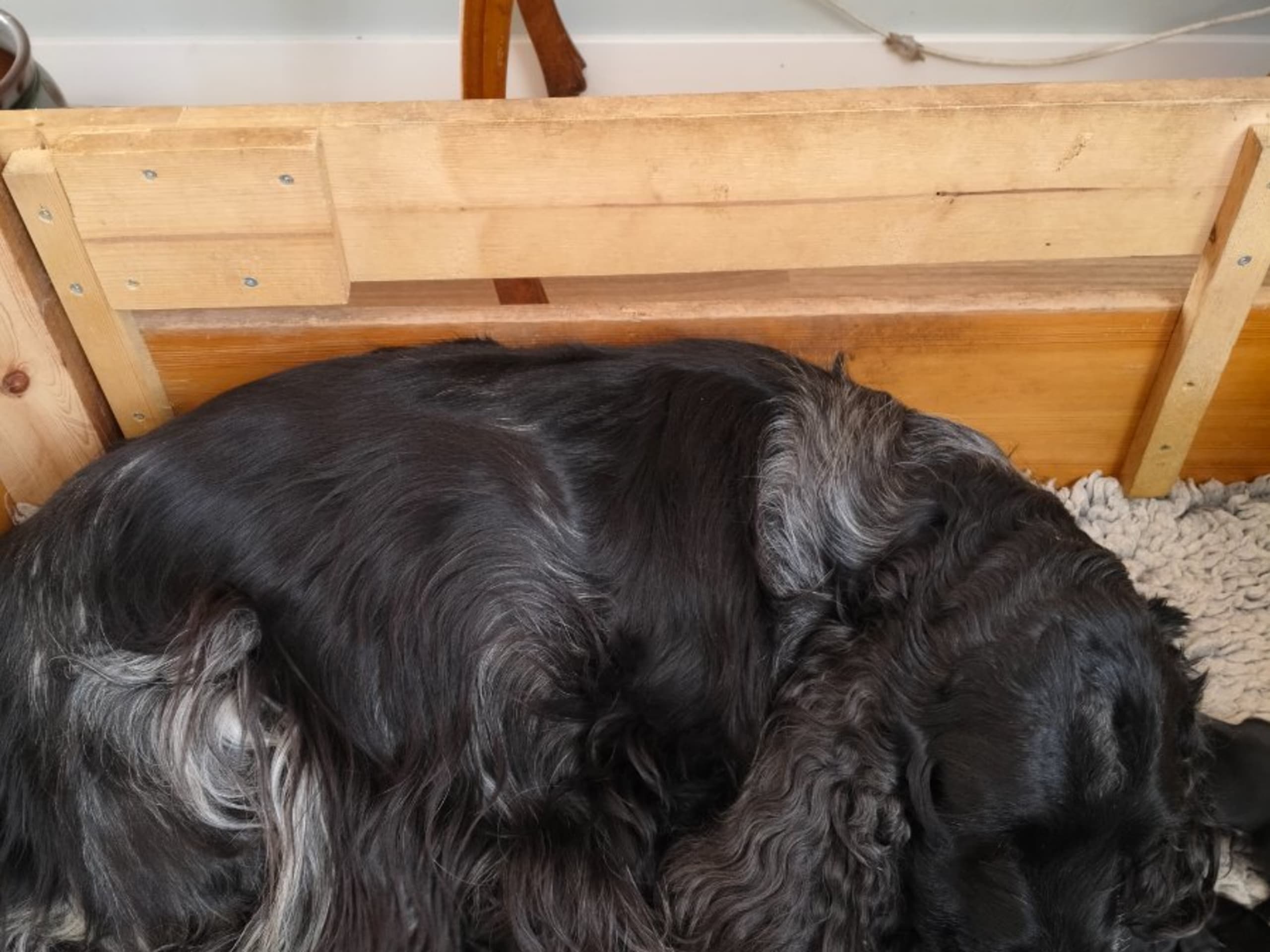 Cocker spaniel · Nyköping · Kvigdalens