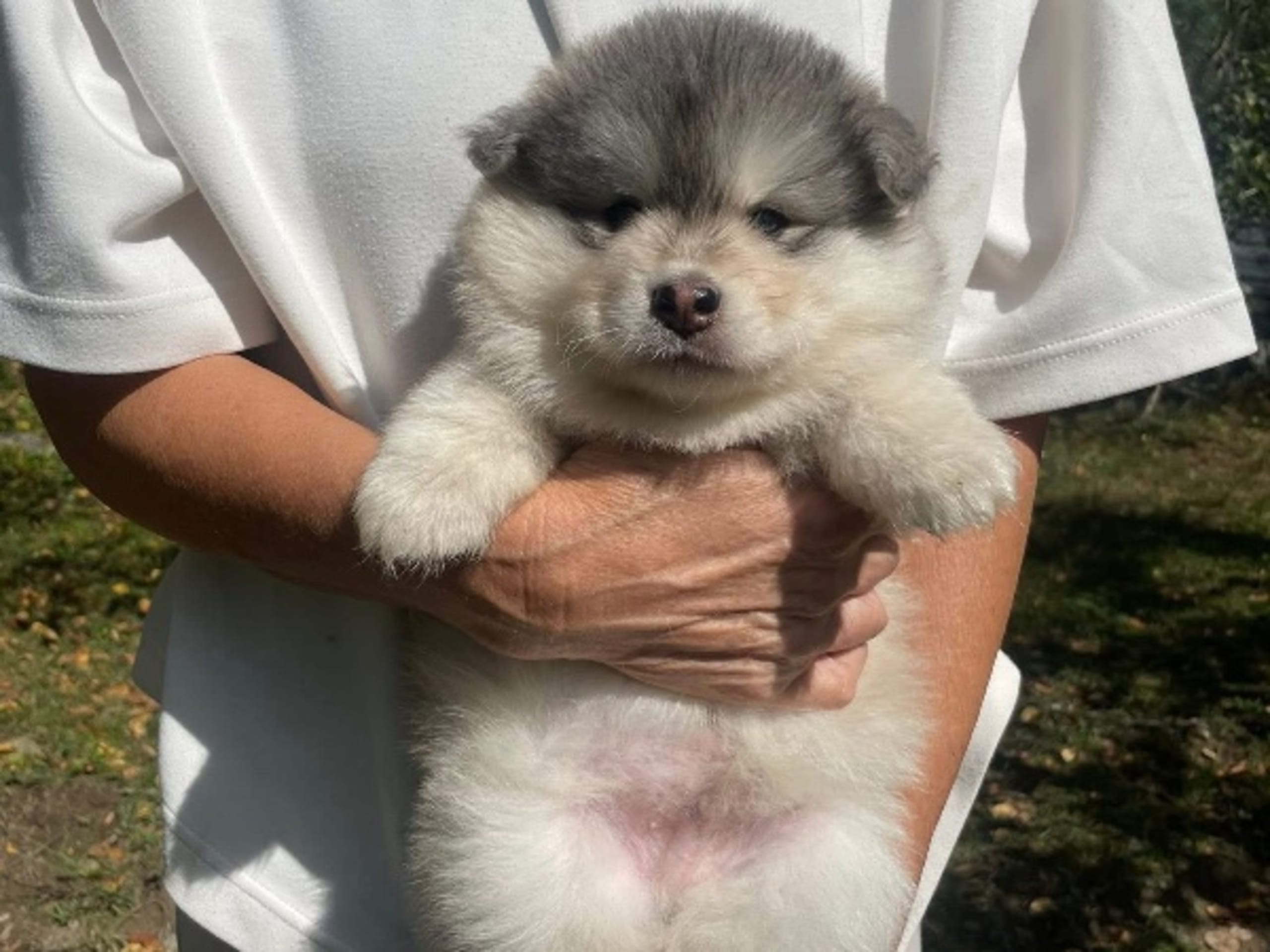 Finnish Lapphund · Sorunda · Samerajerna’s kennel
