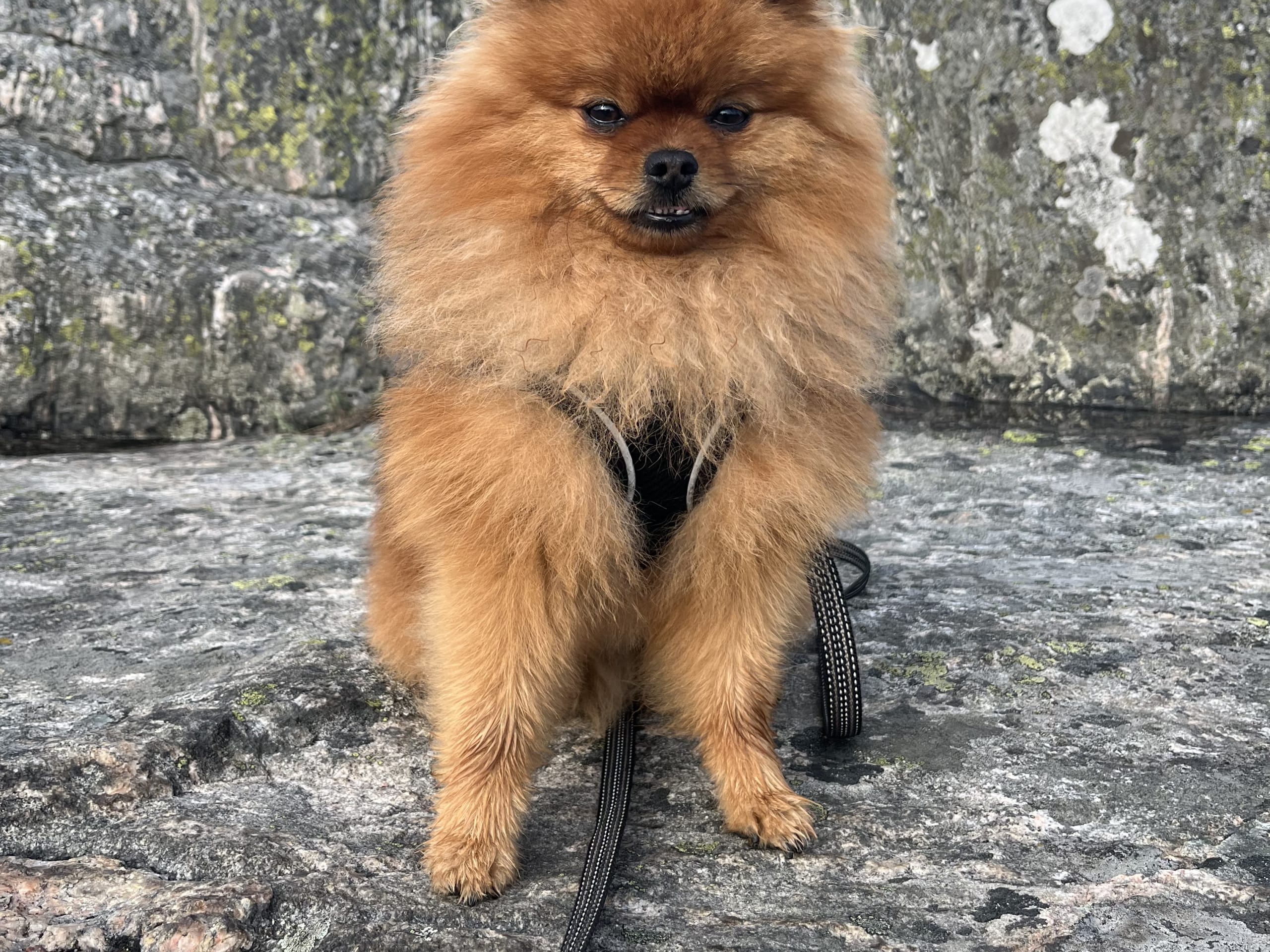 Pomeranian · Fotö · Annelie H.