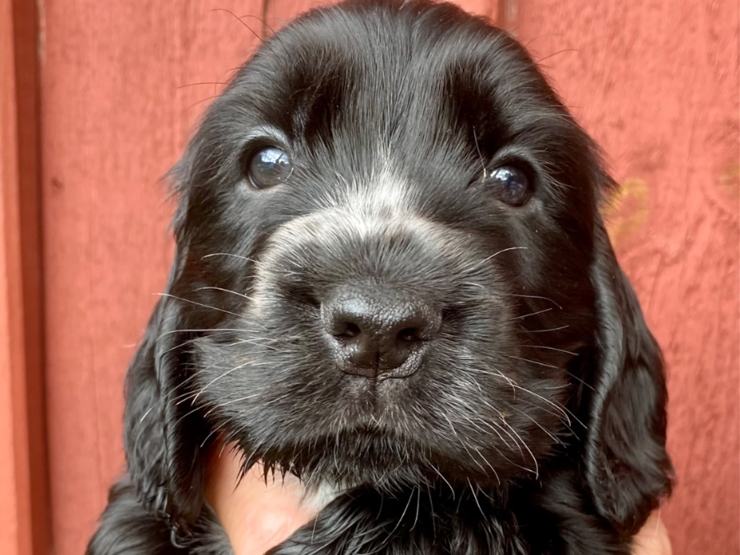 Cocker spaniel · Boxholm · Coxica's
