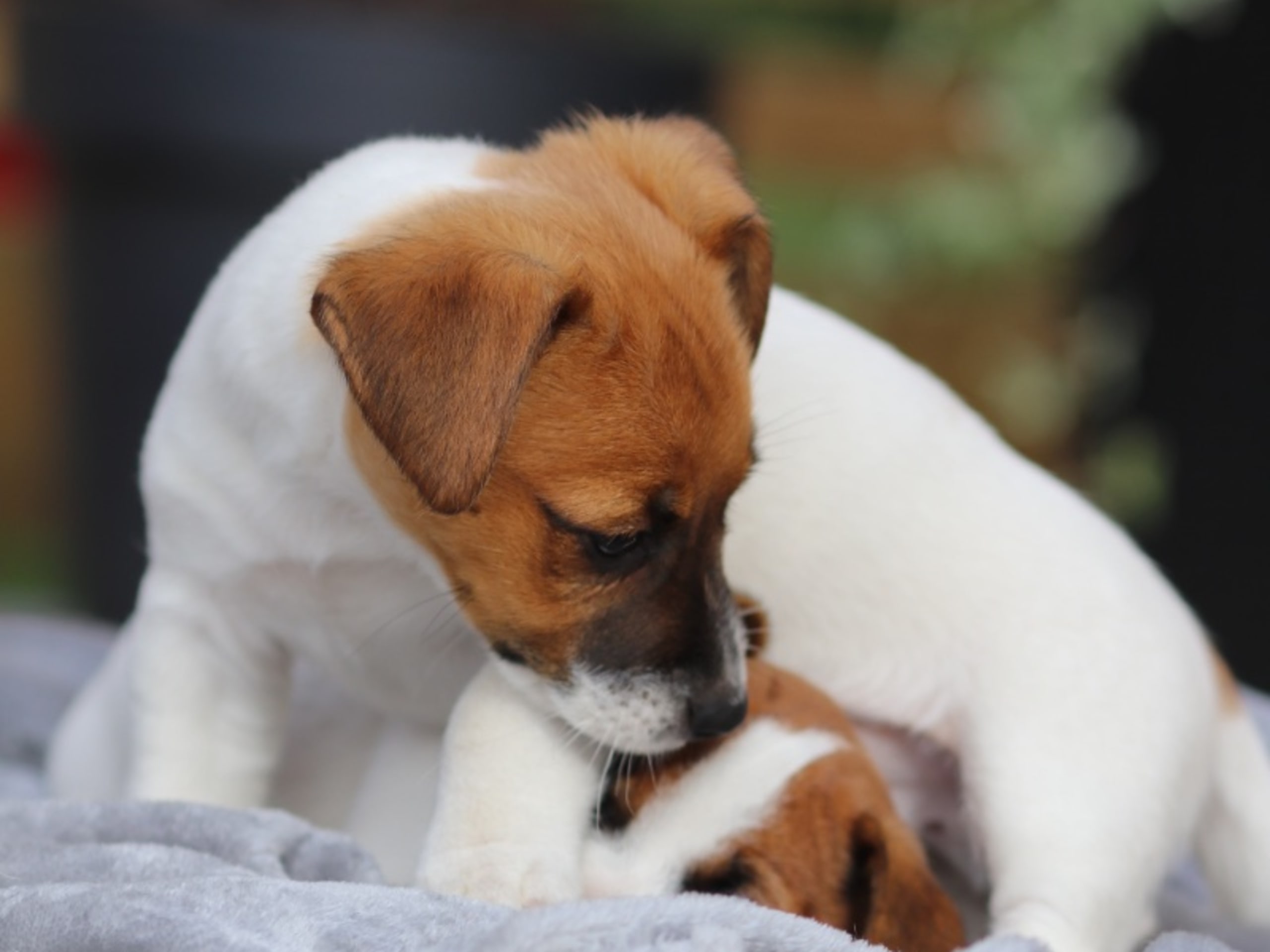 Jack russell terrier
