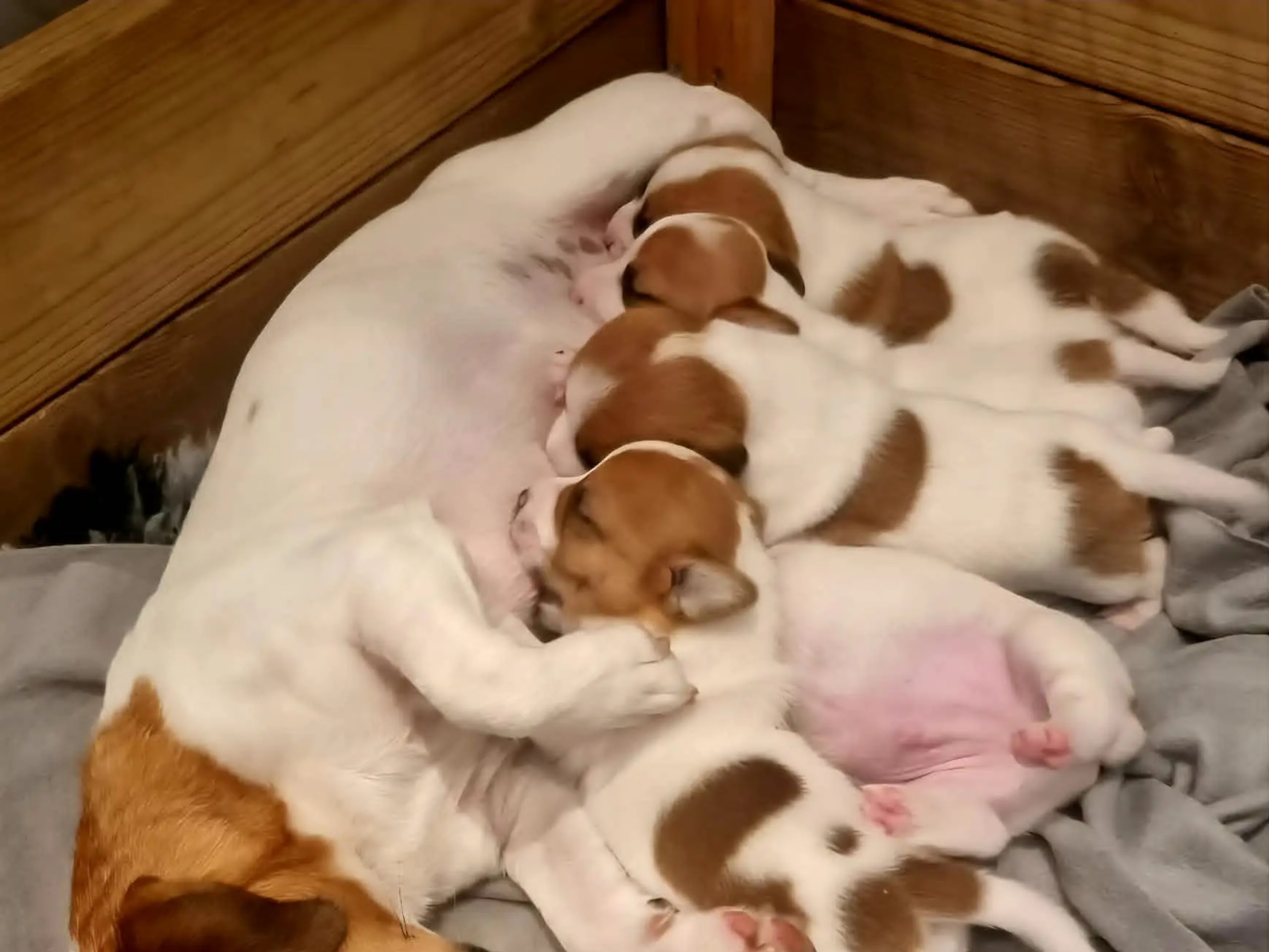Jack Russell Terrier · Vormsund · Gun Synøve Wulff
