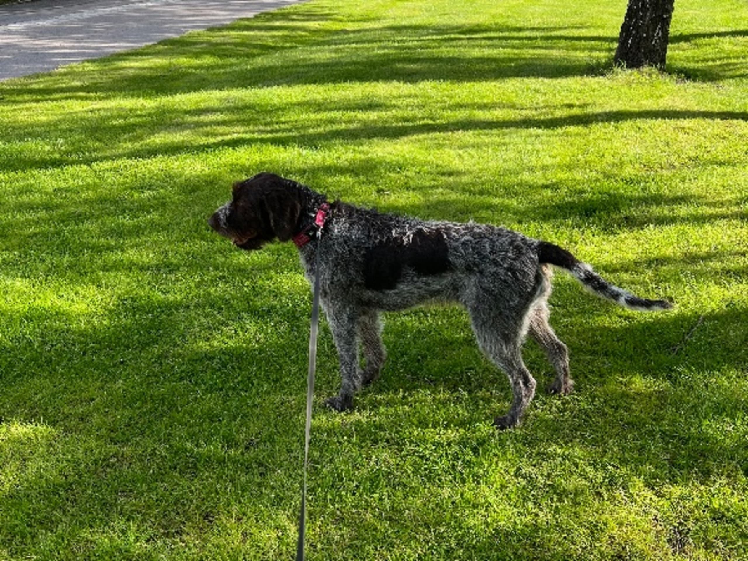 German Shorthaired Pointer (Vorsteh) · Rimbo · Fiskeså