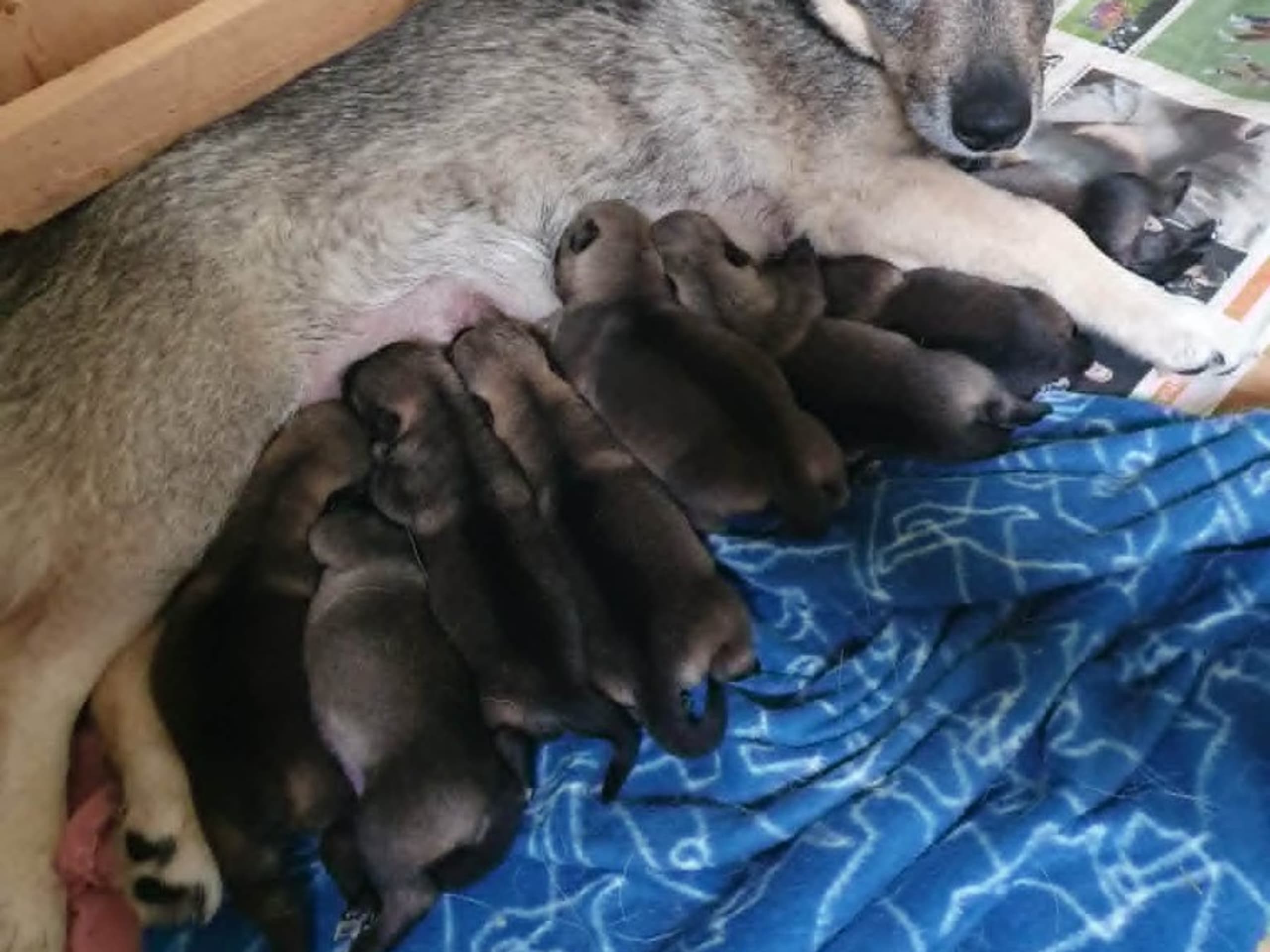 Västgötaspets · Ulricehamn · Krabbagårdens