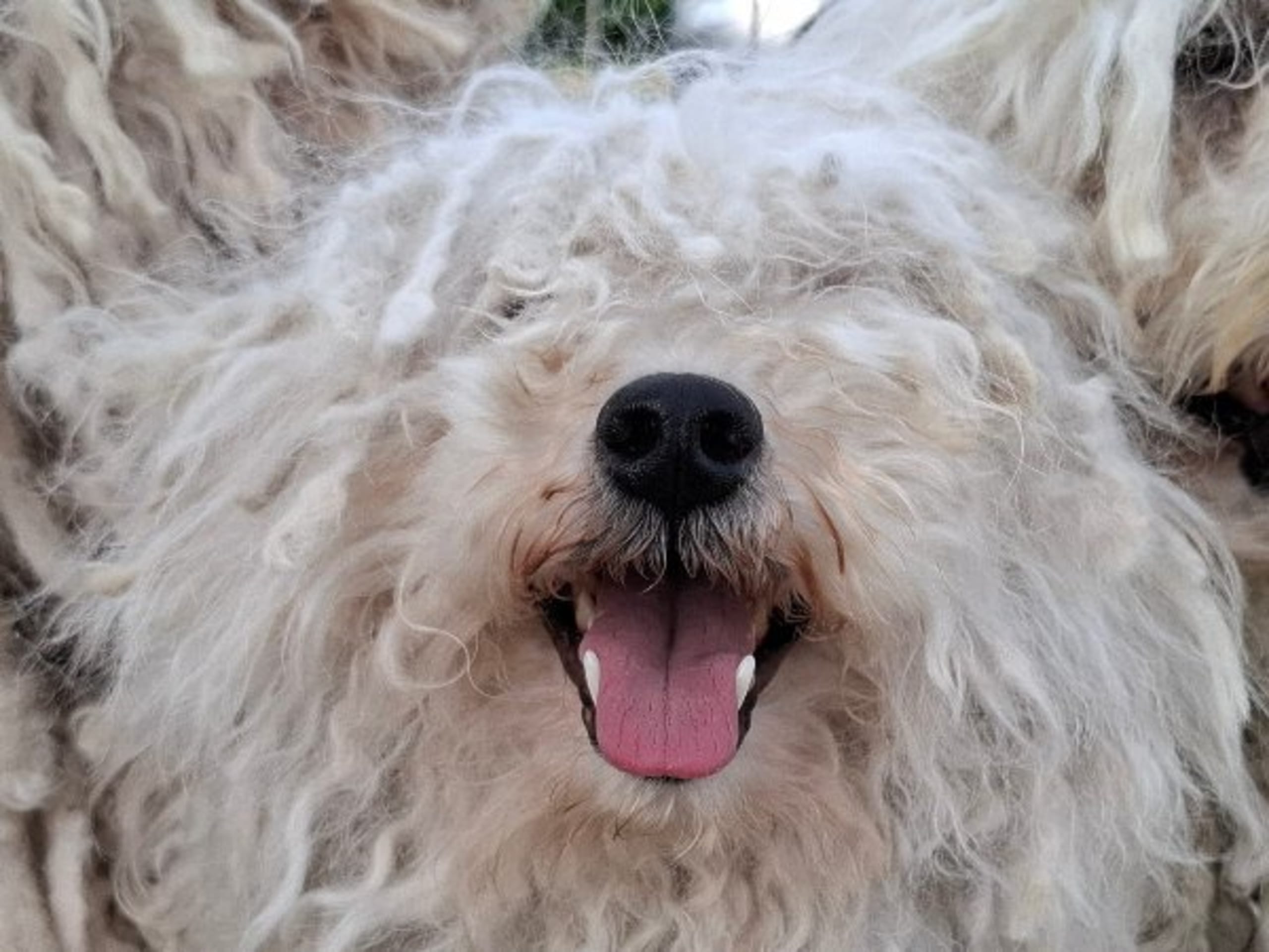 Puli · Trelleborg · Xaida'z kennel