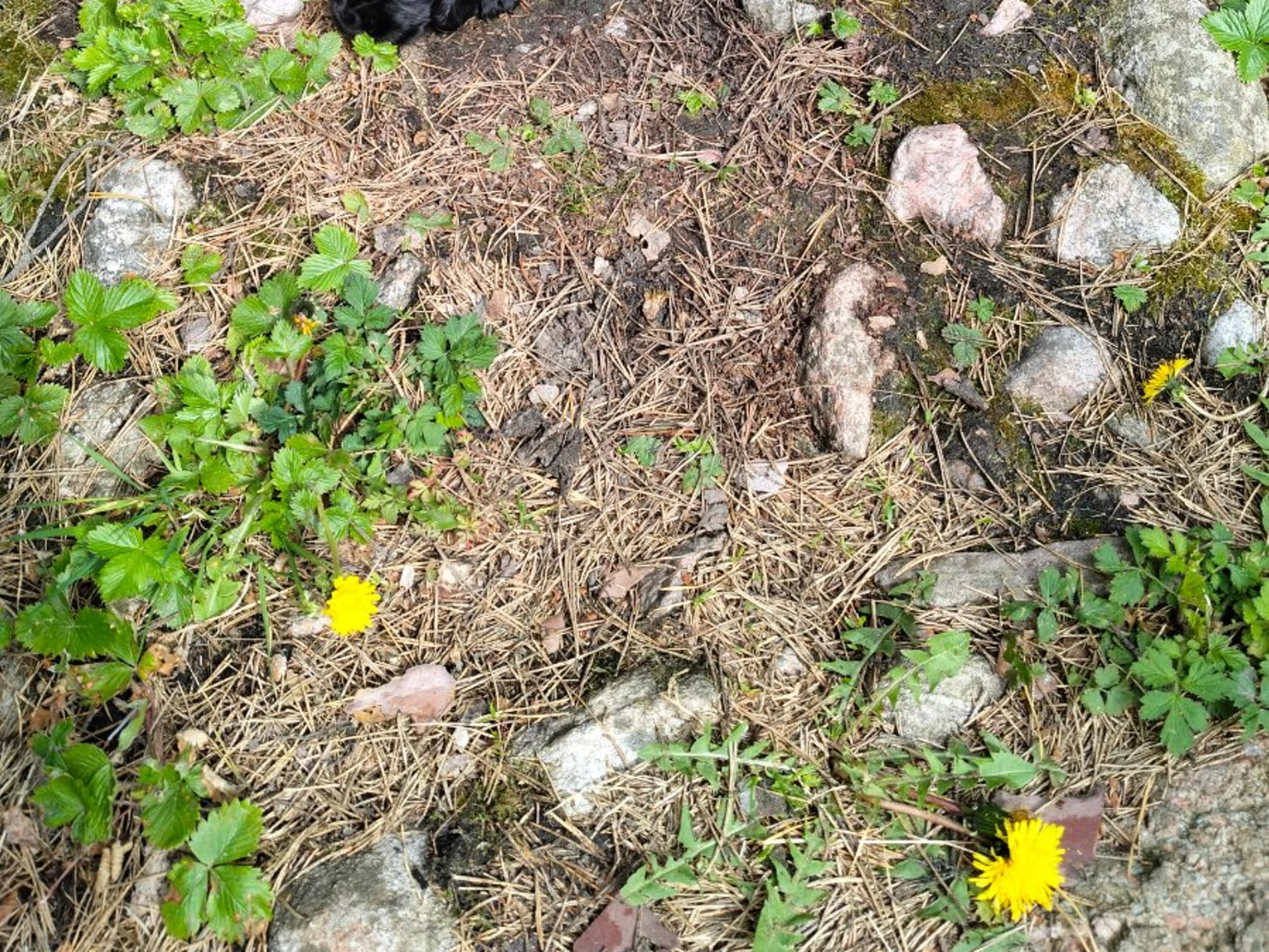 Cocker spaniel · Nyköping · Kvigdalens