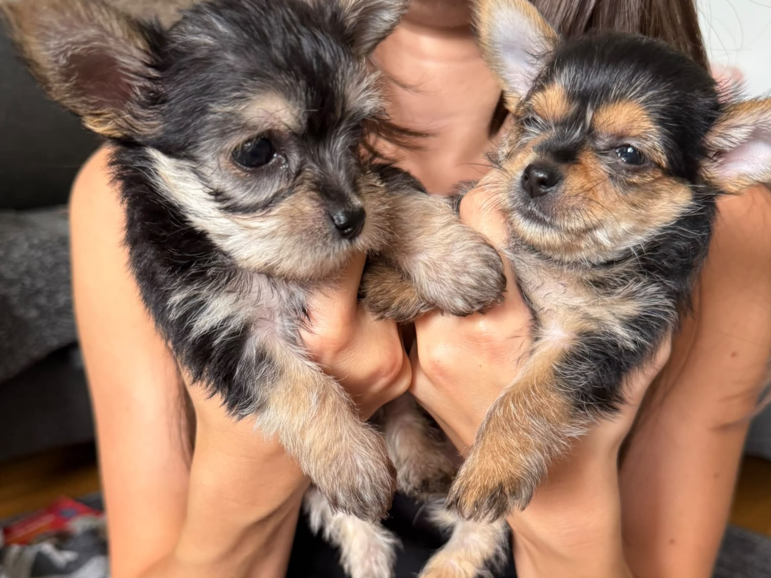 Chorkie · Vårby · DochD