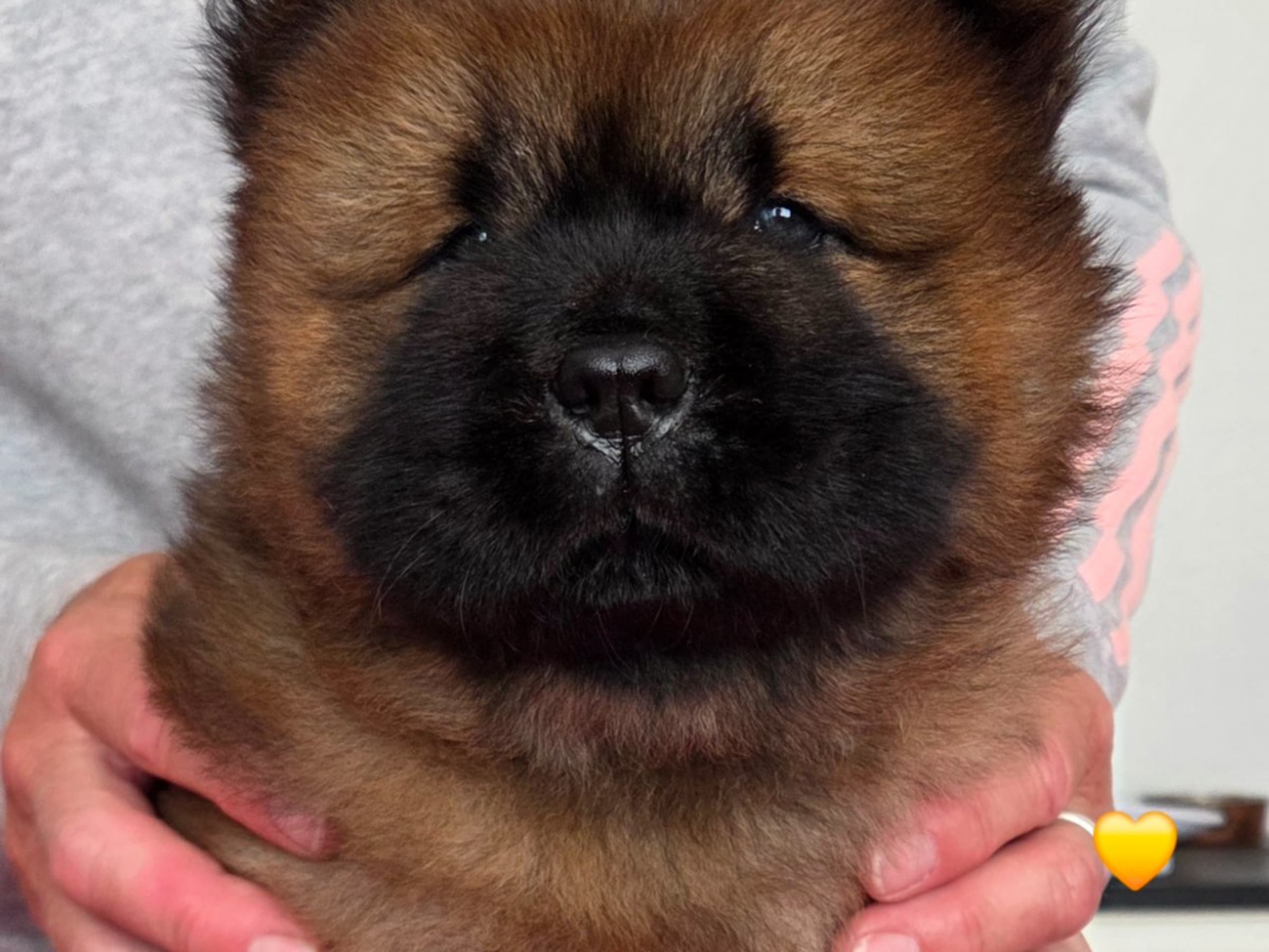 Chow Chow · Bromölla · Kransias