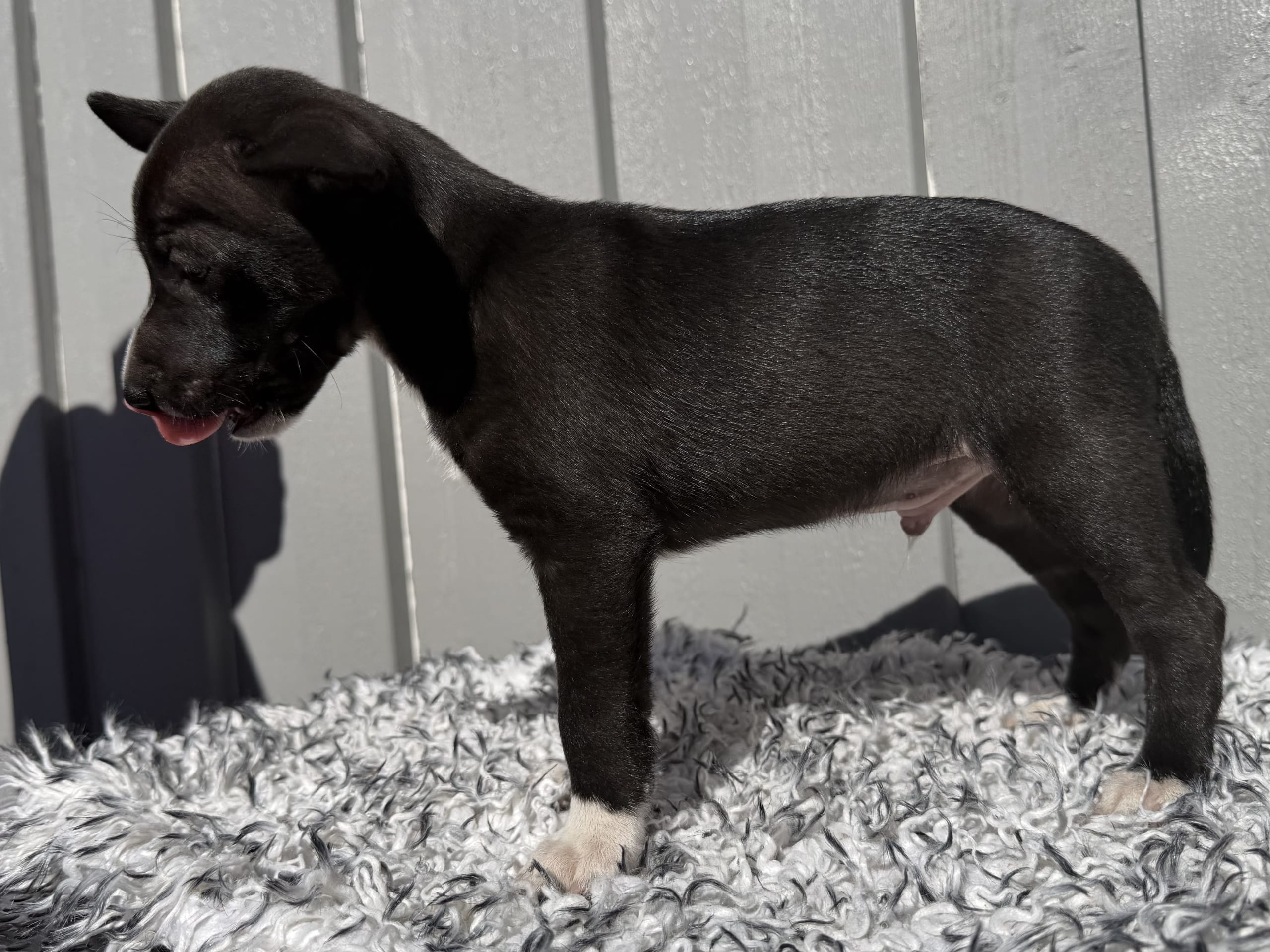 Xoloitzcuintle · åkersberga · Diamonds Of Joy