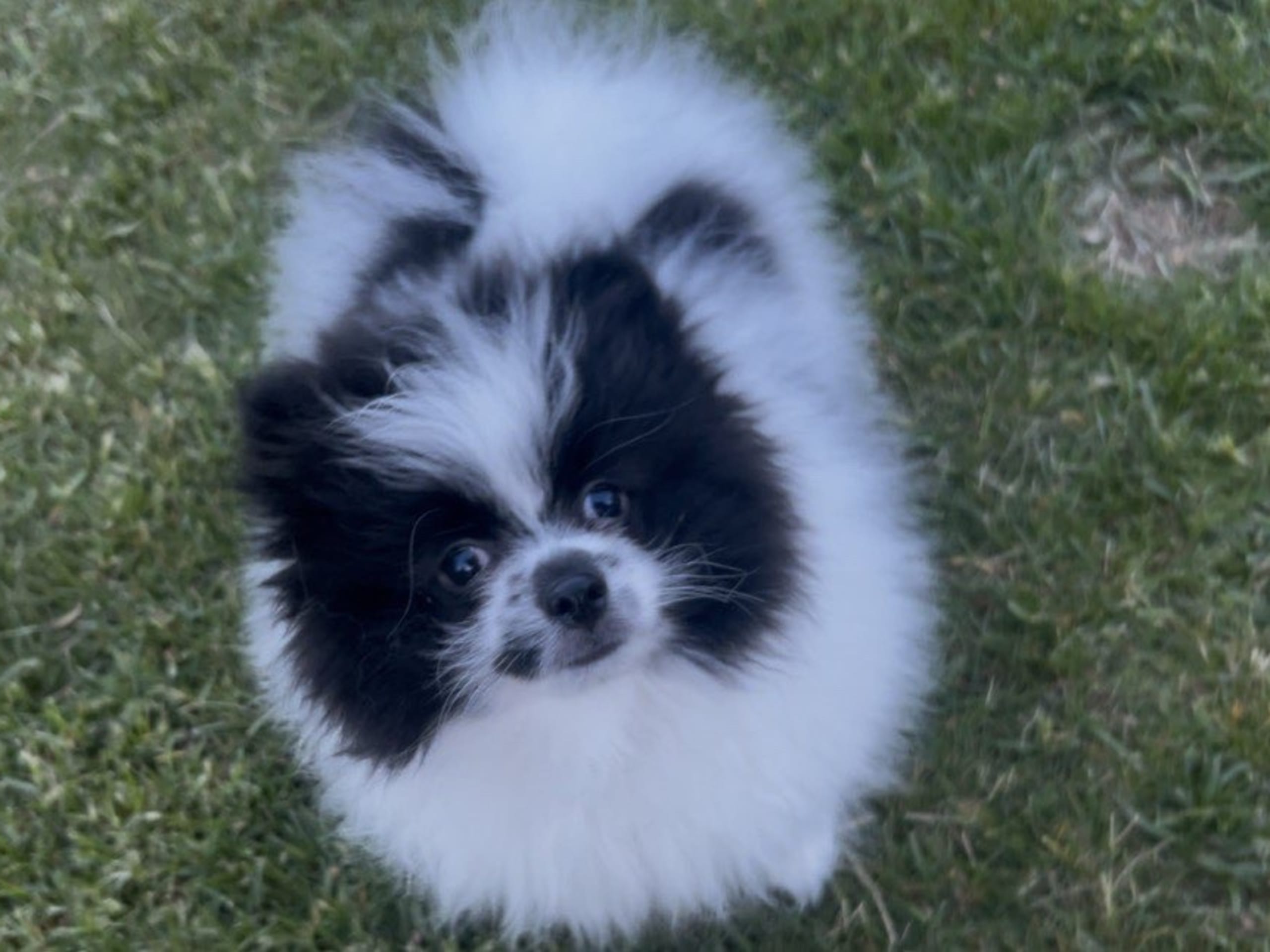 Pomeranian · Anderslöv · Hawar Hamid Hussein H.