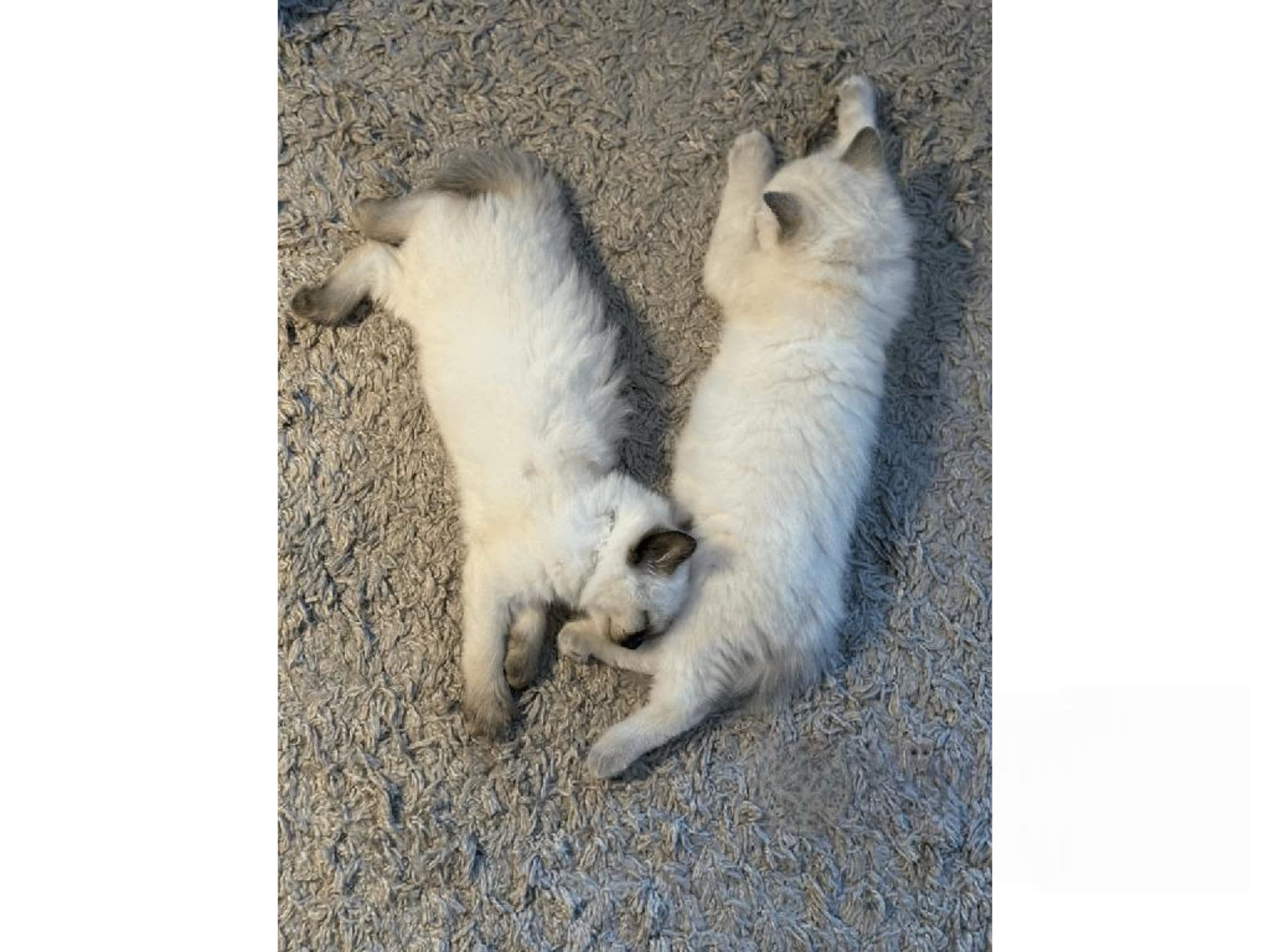 Ragdoll · Johanneshov · SE*LillaGumman's