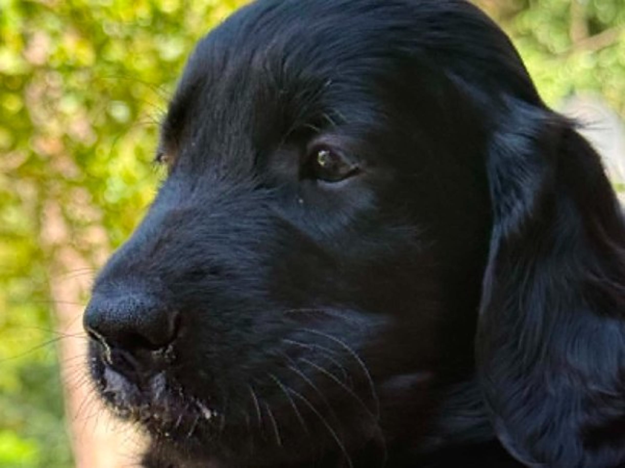Flat Coated Retriever · Åkersberga · Engsboda
