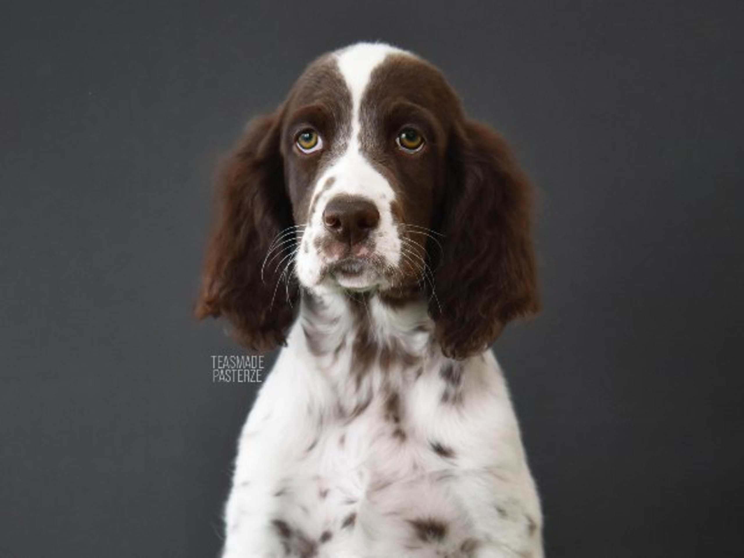 Engelsk setter
