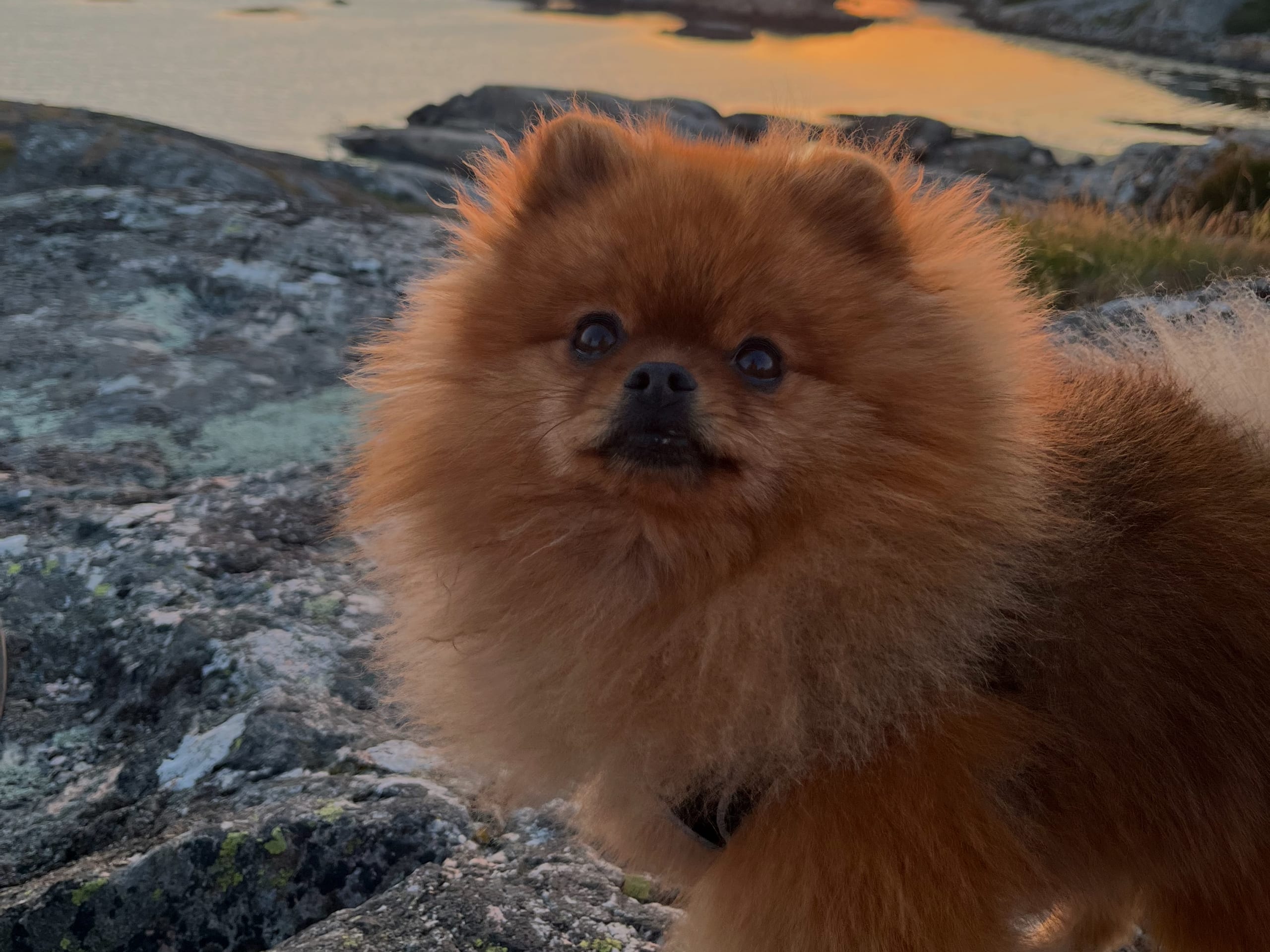 Pomeranian · Fotö · Annelie H.
