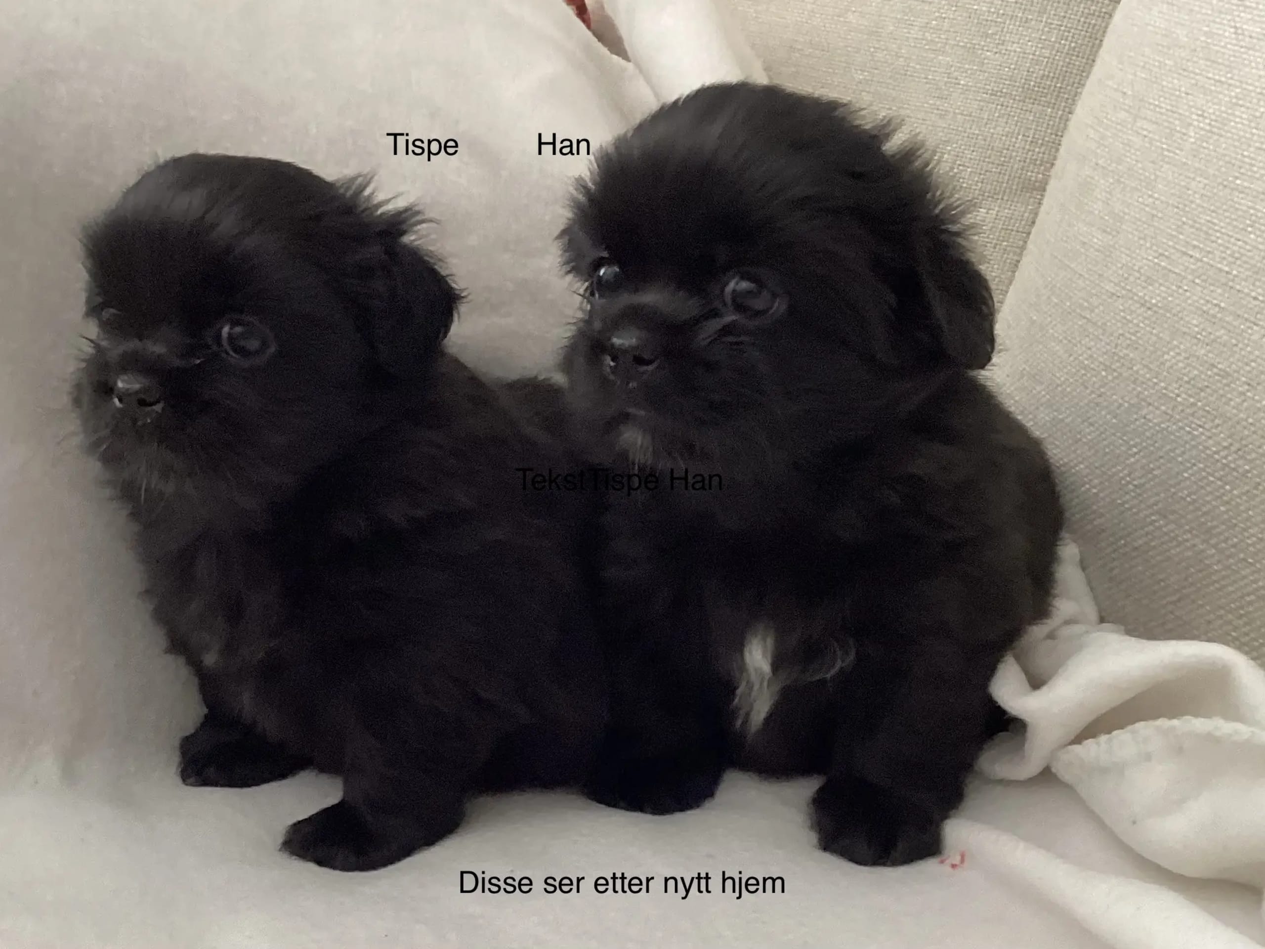 Tibetan Spaniel · Lindesnes · Reidun Kvamsø