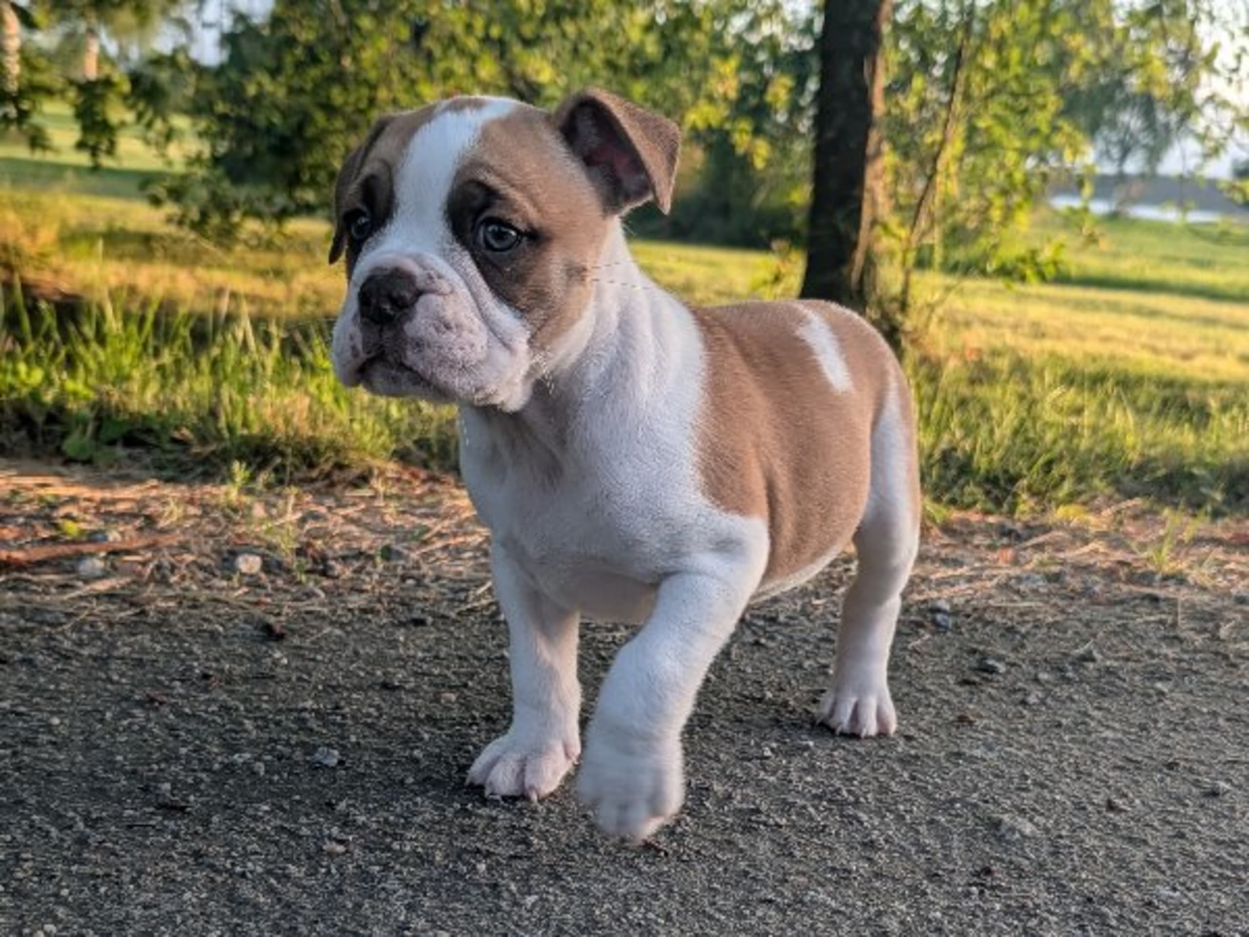 Continental Bulldog