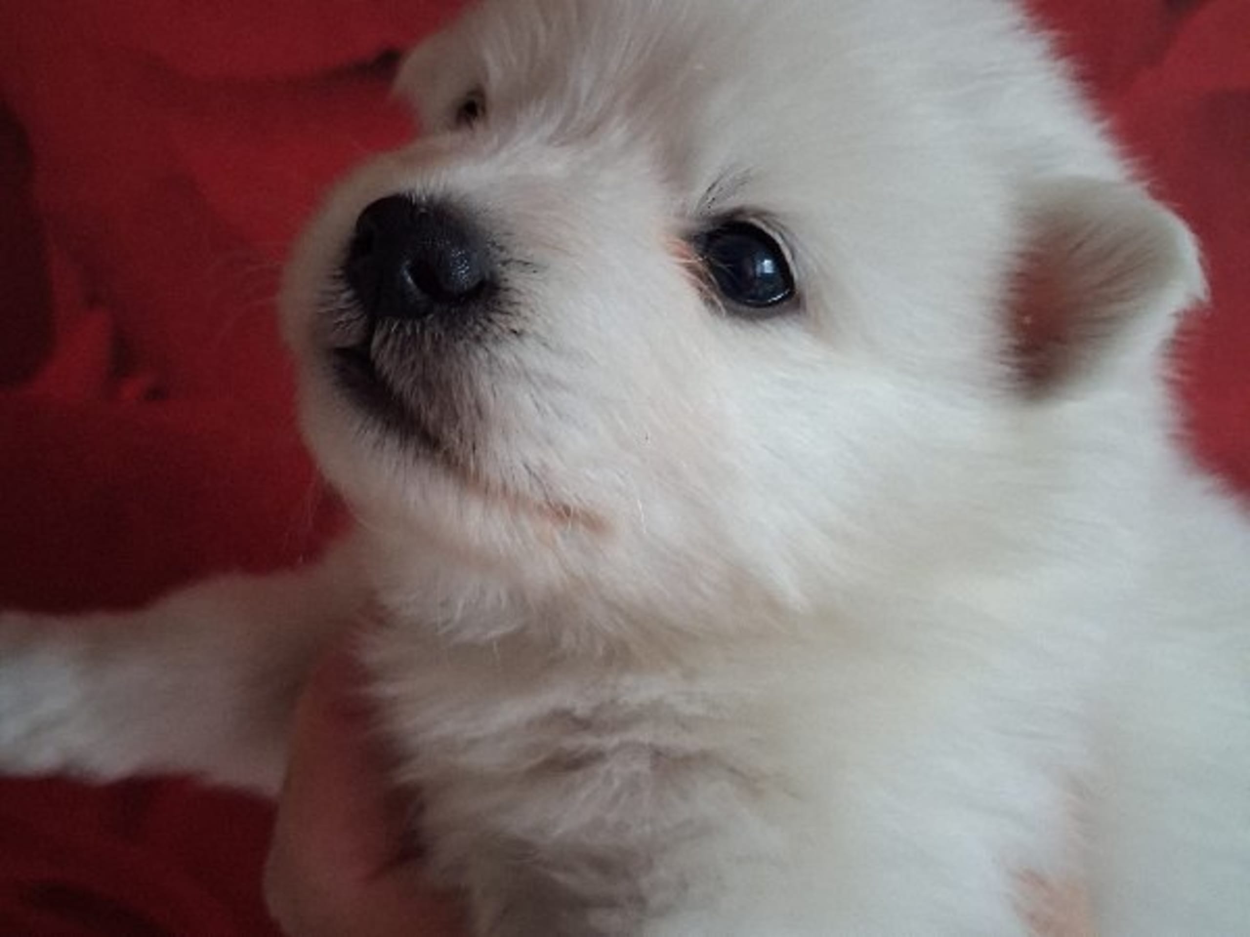Japanese Spitz · Kristdala · Kennel Alegros
