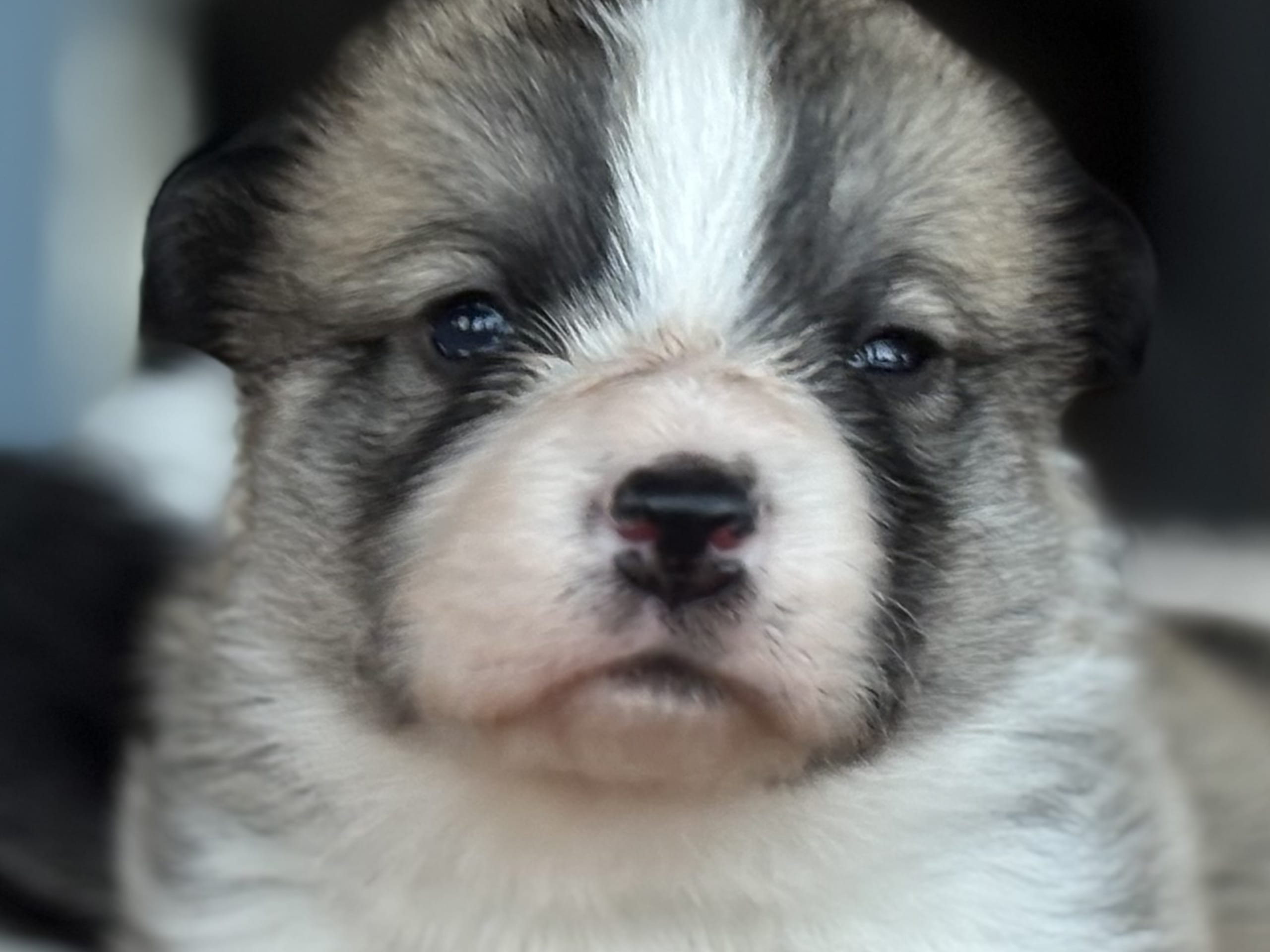 Welsh corgi pembroke · Höör · Jersgården