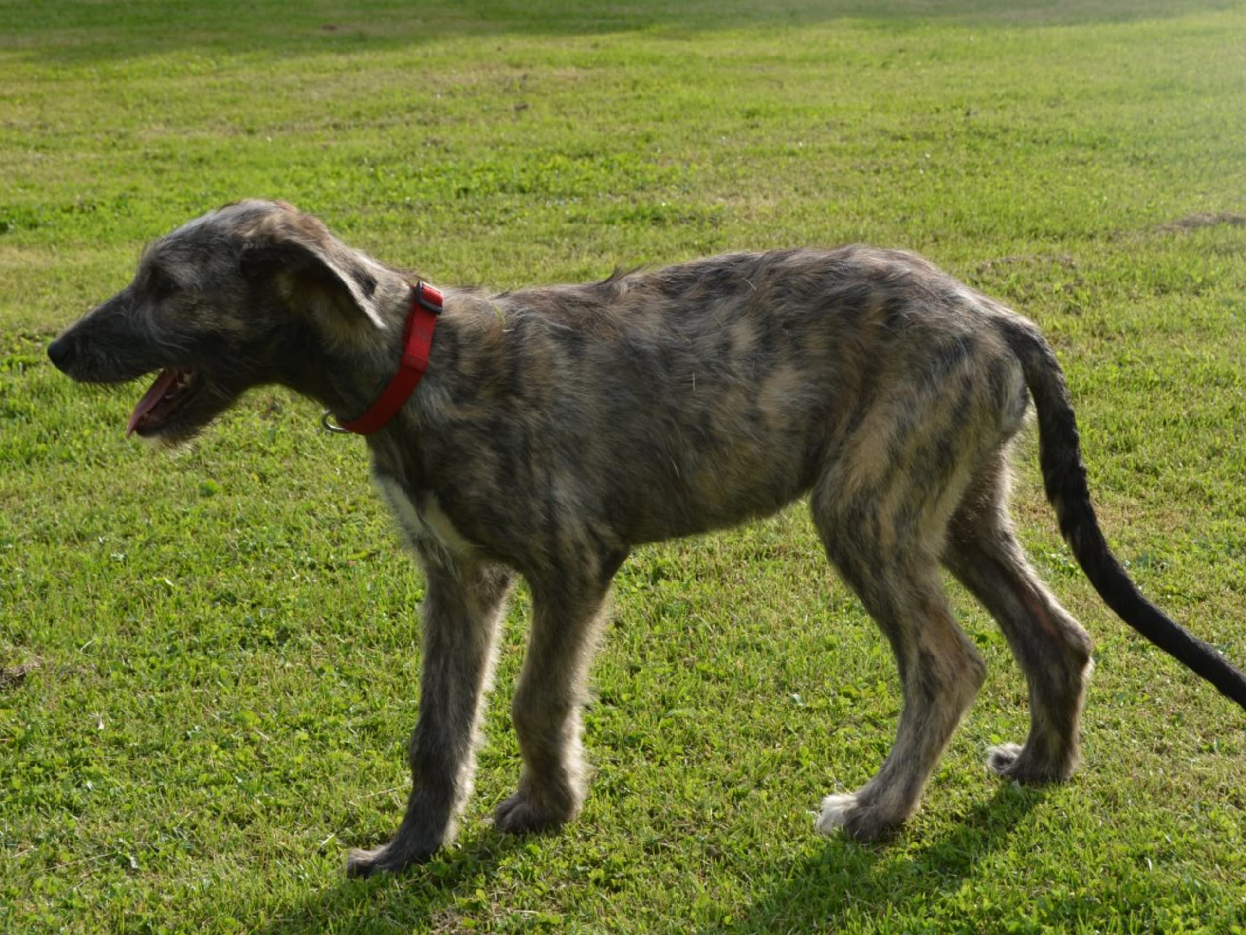 Irish Wolfhound · Stora Levene · Åkerö's
