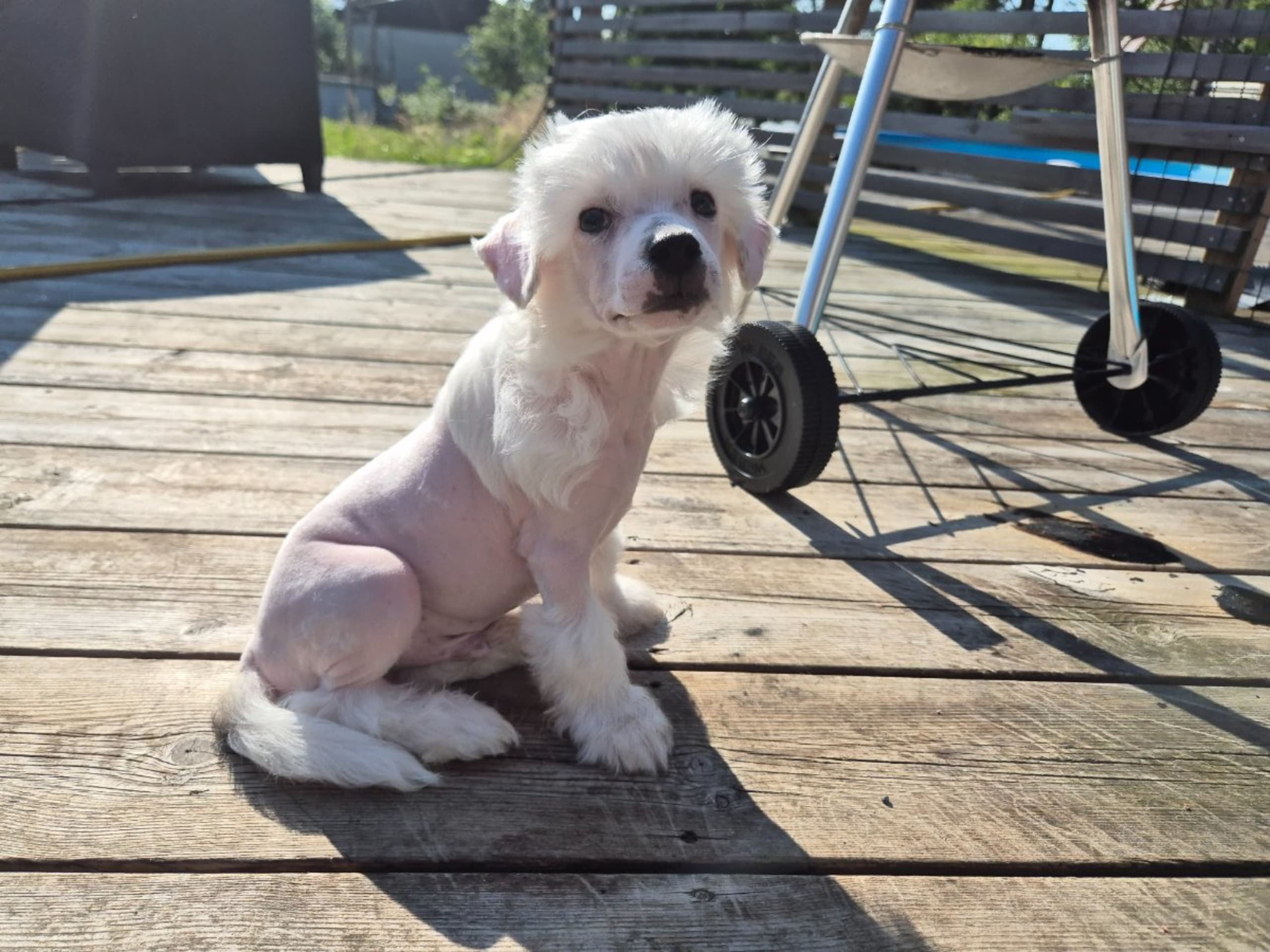 Chinese Crested Dog · Aneby · Sagolis