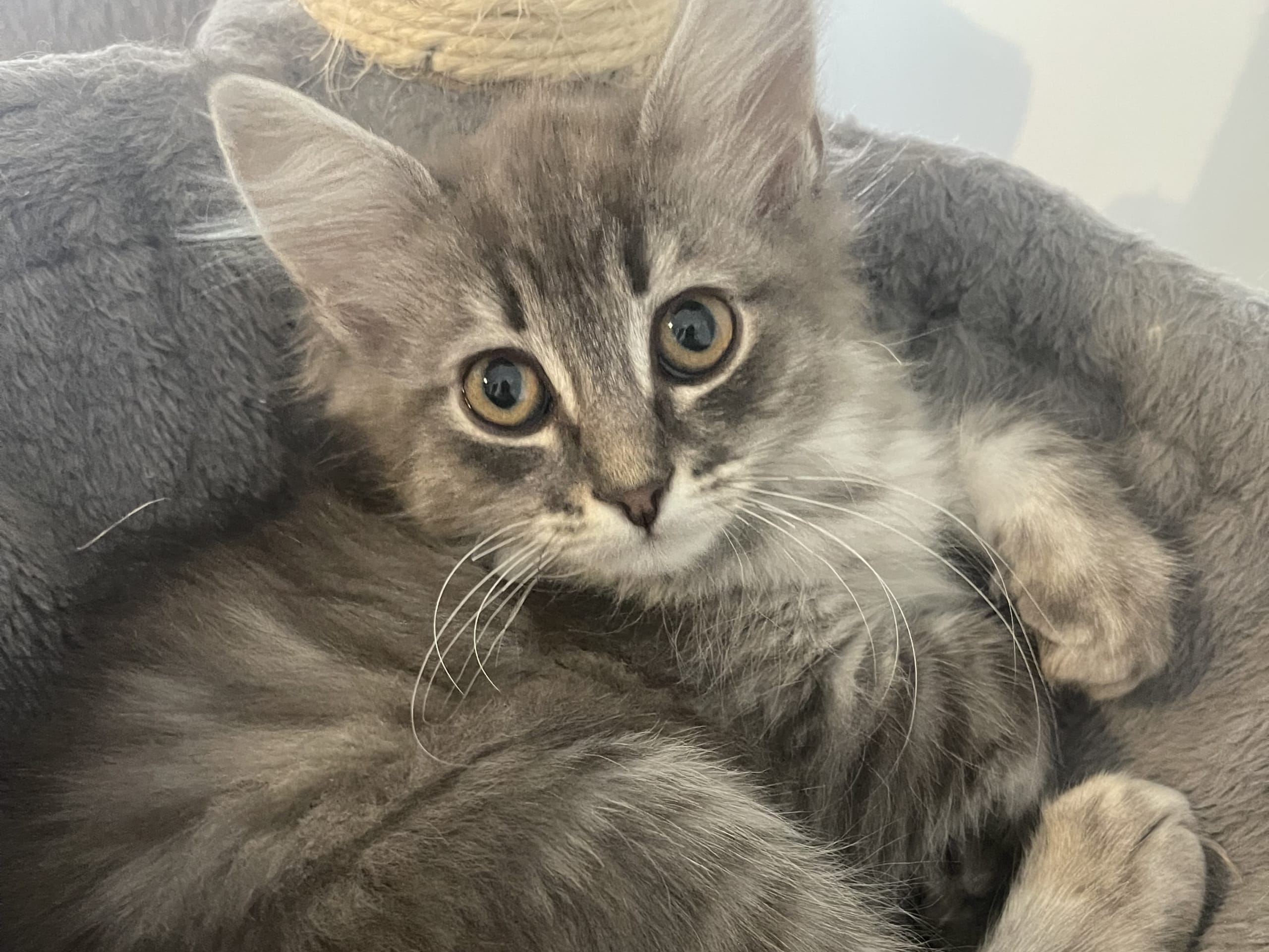 Ragdoll · Göteborg · Ulrica C.