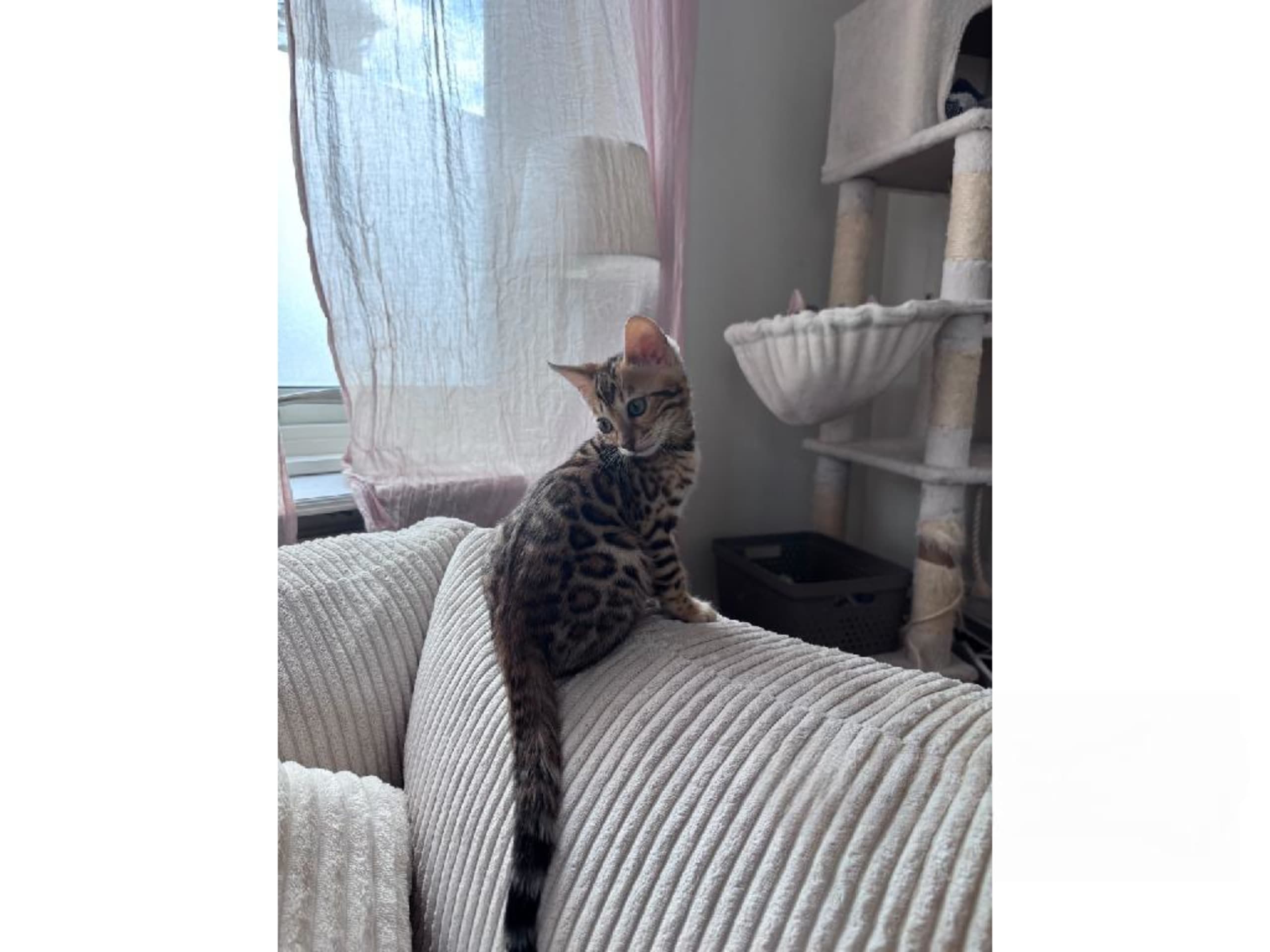 Bengal · Grästorp · SE*Pawspots