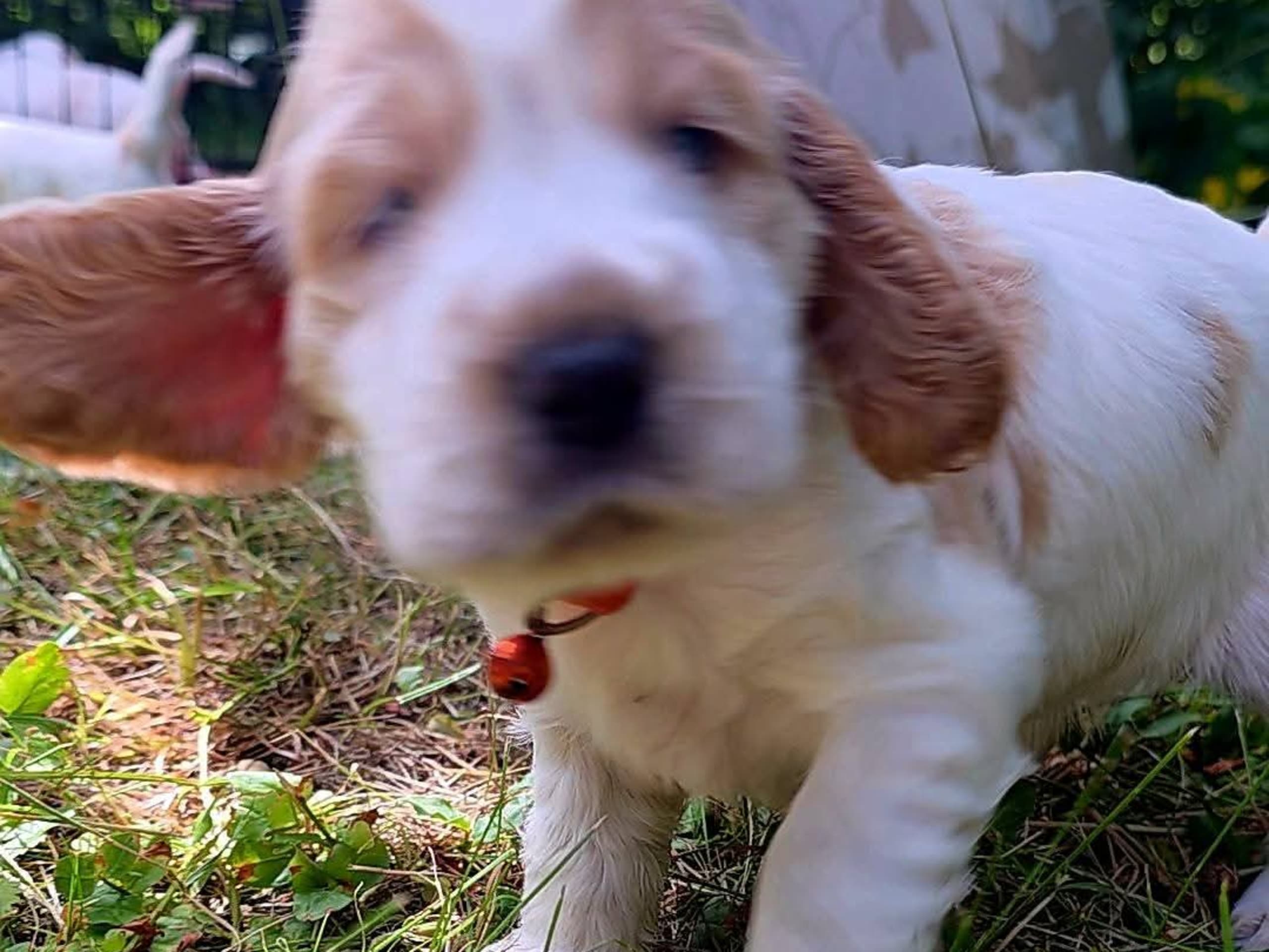 Cocker spaniel