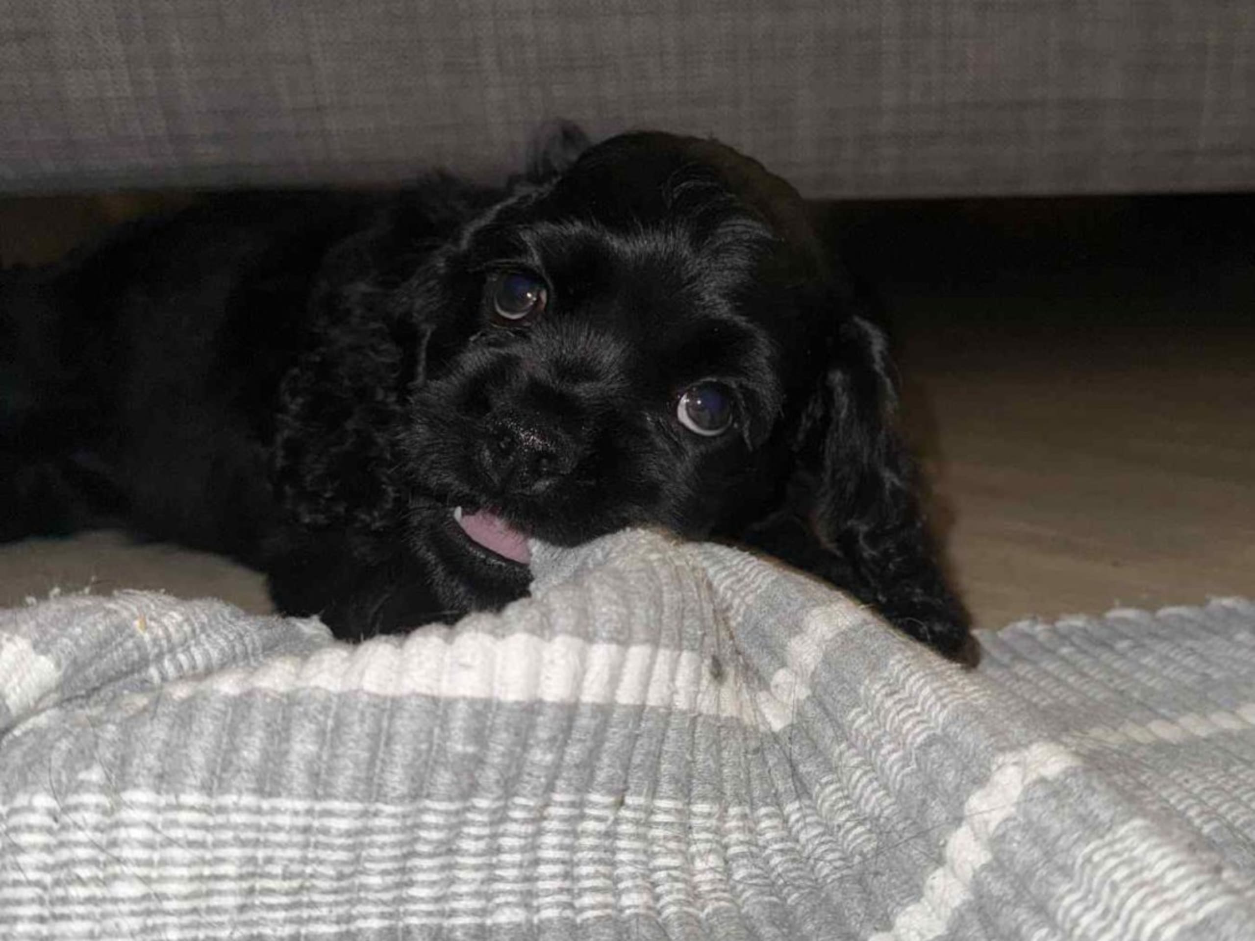 American Cocker Spaniel · Malungsfors · Casadis