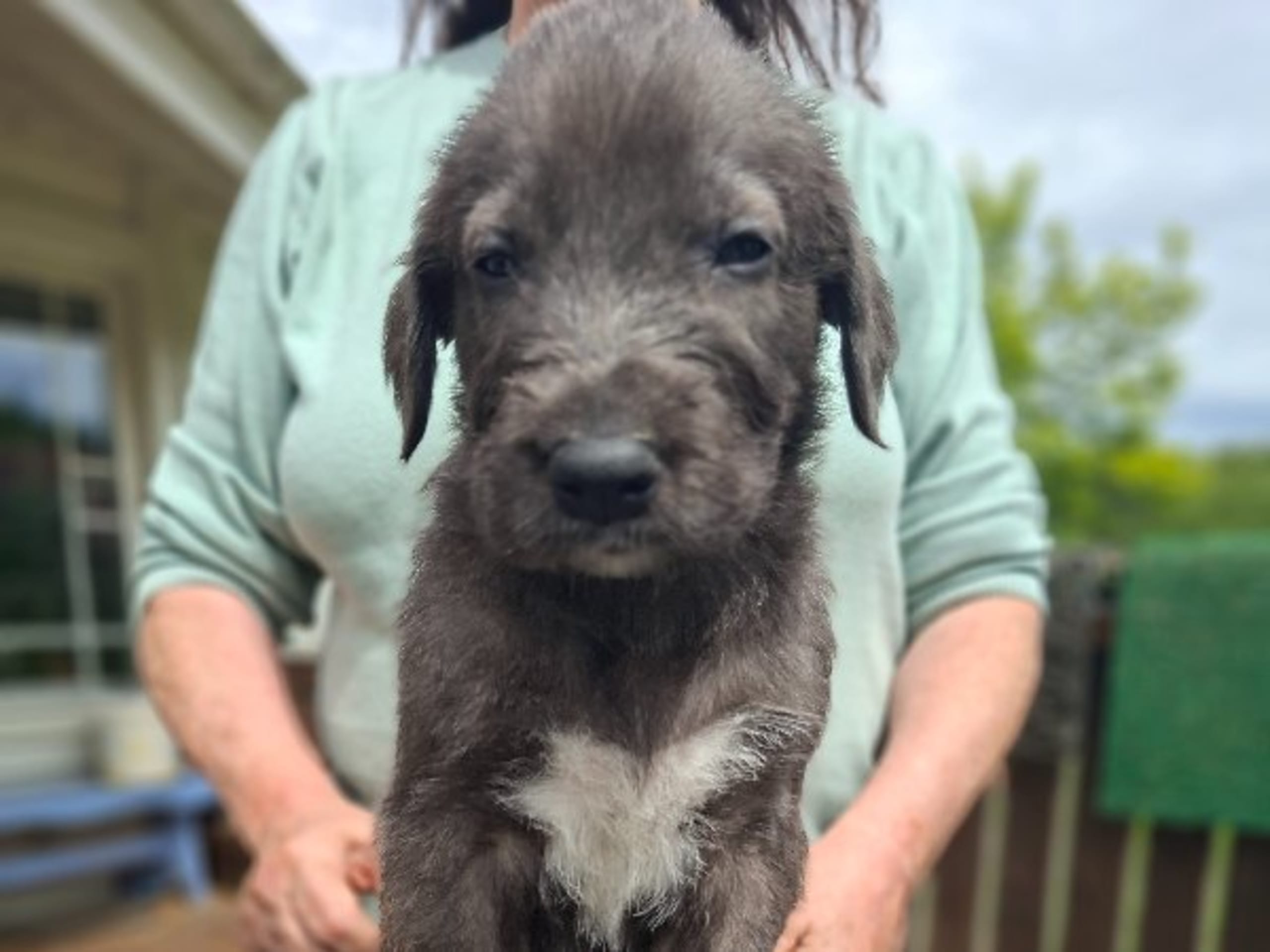 Irish Wolfhound · Åsa · Manowar