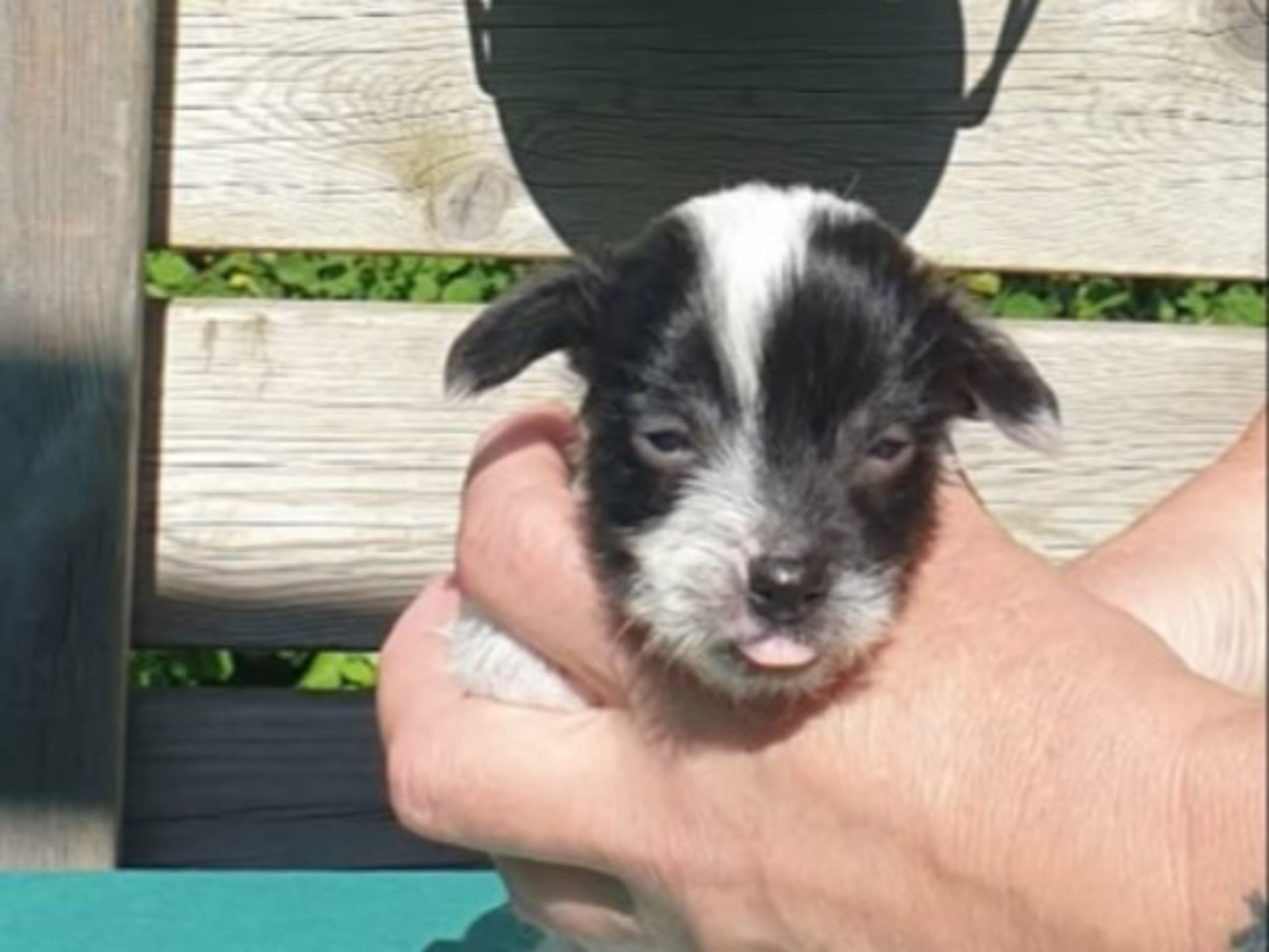 Chinese crested dog · Brålanda · Frenja