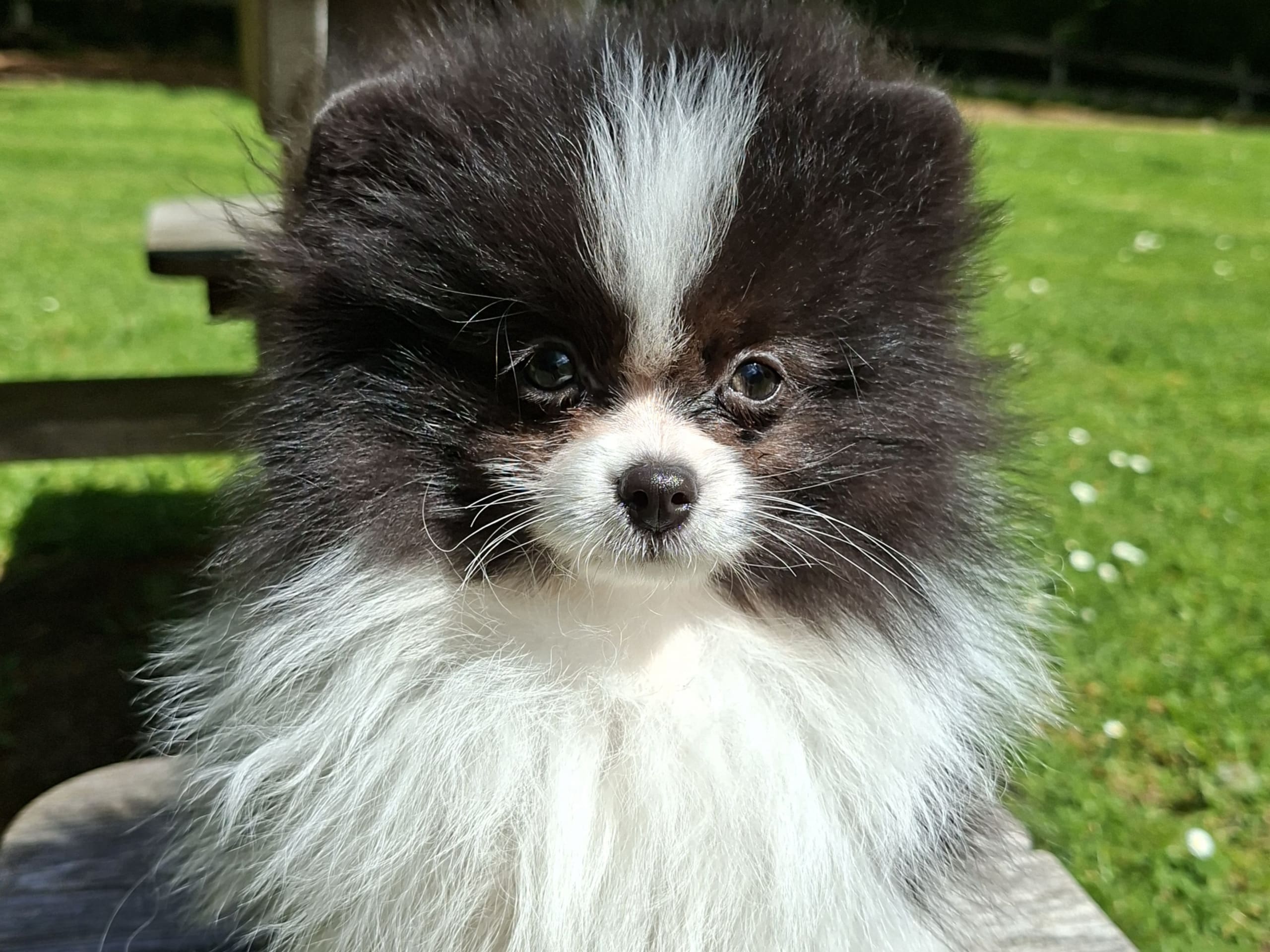 Pomeranian · Tyringe · Bodil N.
