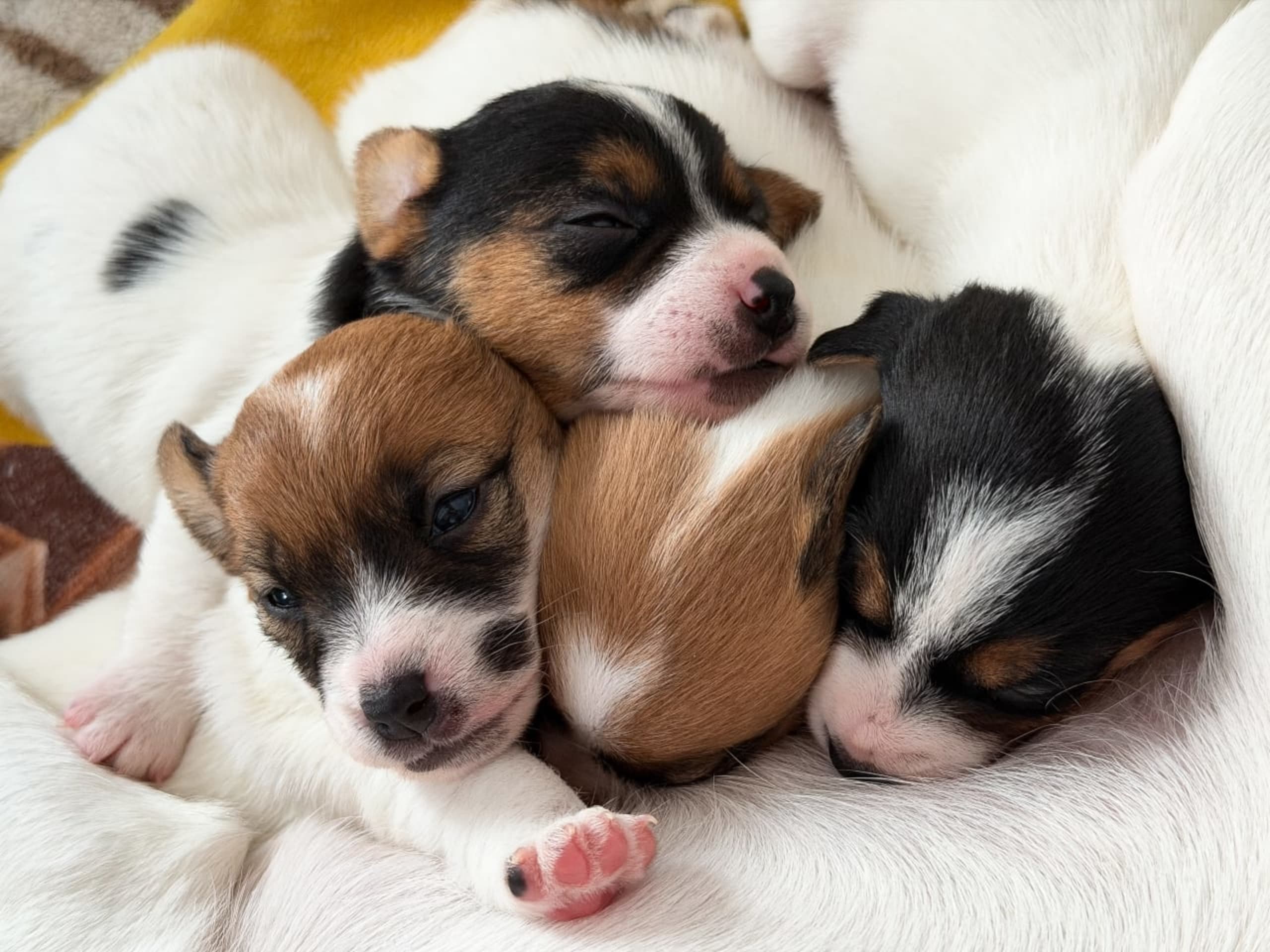 LIMELIGHT Kennels