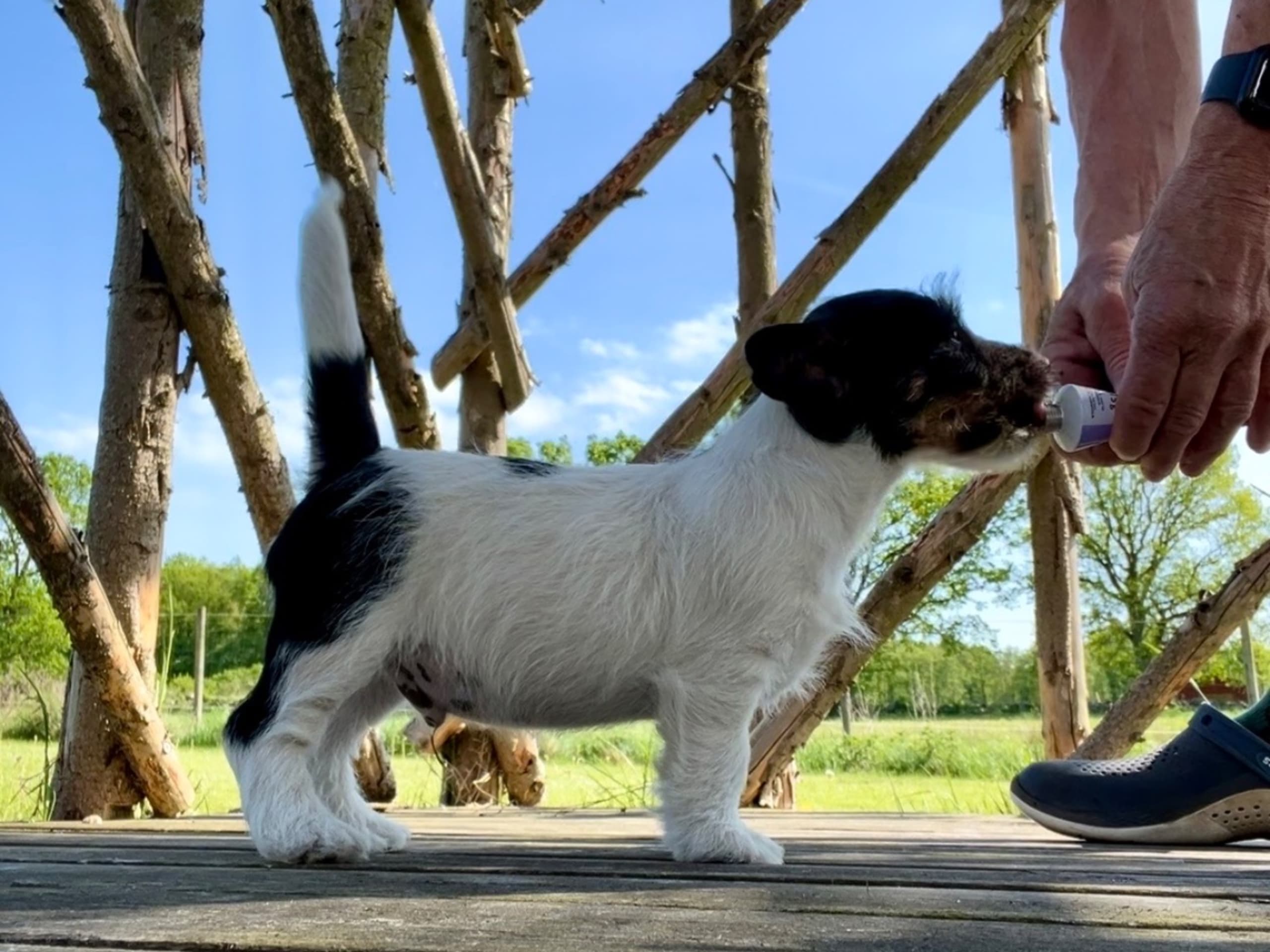 Jack Russell Terrier · Brösarp · Semlans